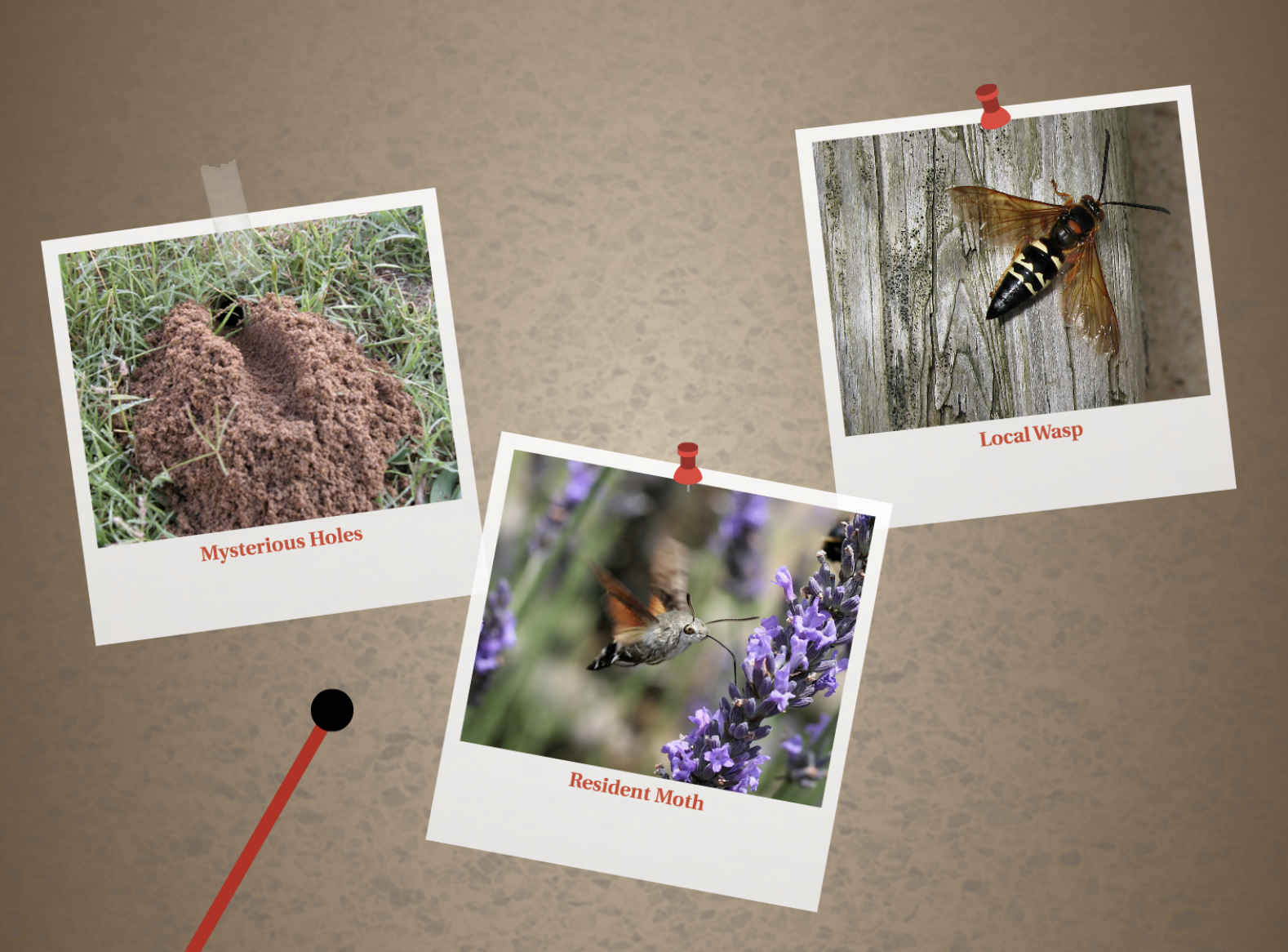 World of Wonder Prezi