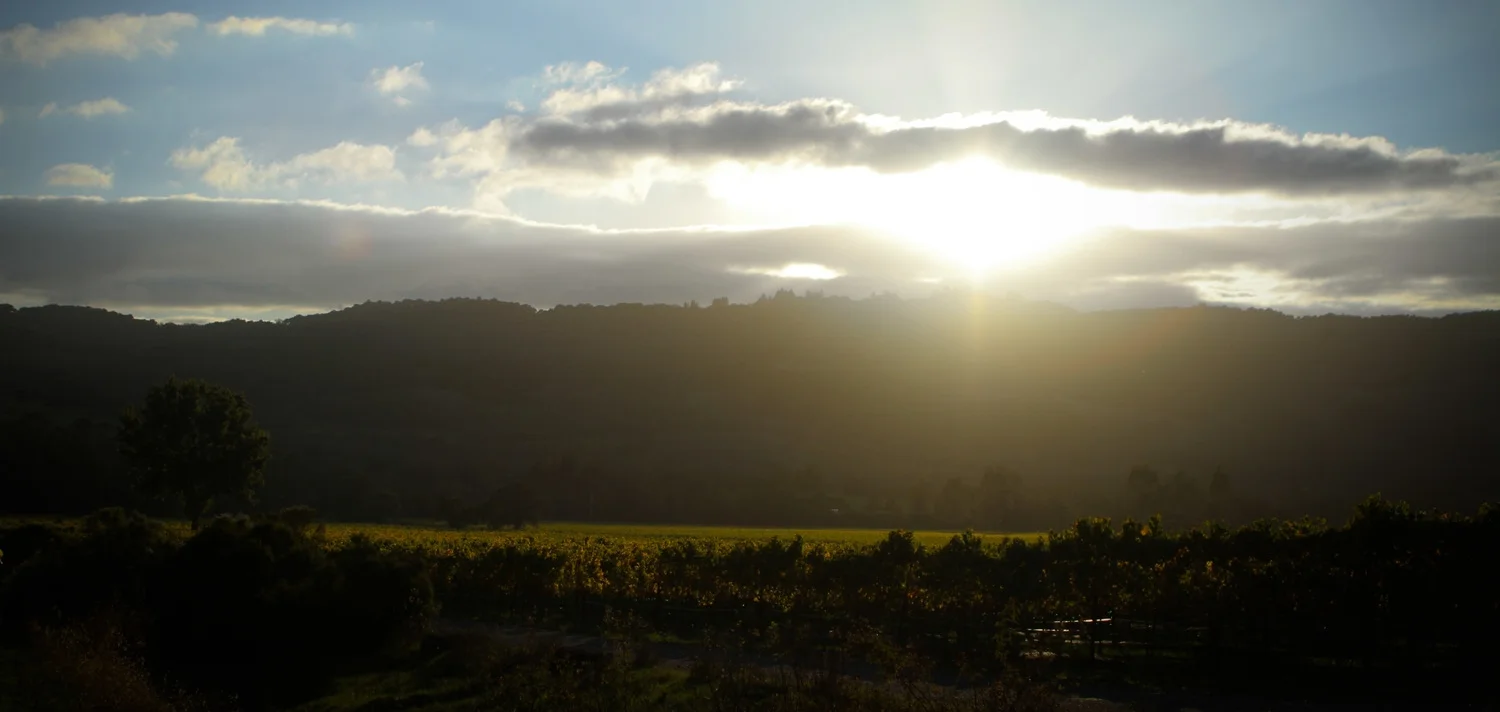 13thAppellation.jpg