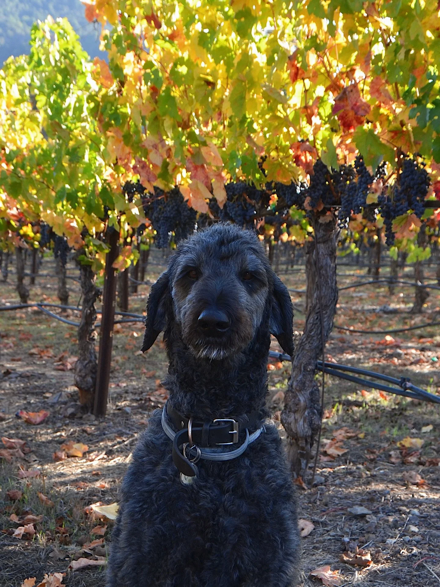 If you&rsquo;ve met Doug, you know he&rsquo;s a character. From keeping birds at bay to shadowing every tractor pass, he&rsquo;s a loyal &mdash; if occasionally overzealous &mdash; member of the harvest crew. And while his ripeness sampling methods r