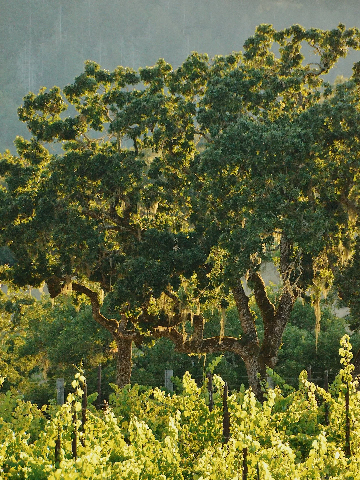 A look back at the vineyard earlier this summer&mdash;before the recent run of cloudy days set in.

This year&rsquo;s growing season has been defined by cool, even conditions and steady pacing. We&rsquo;re likely in for another long one, with extende