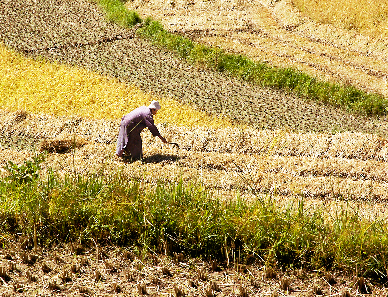   Harvest, central Bhutan  