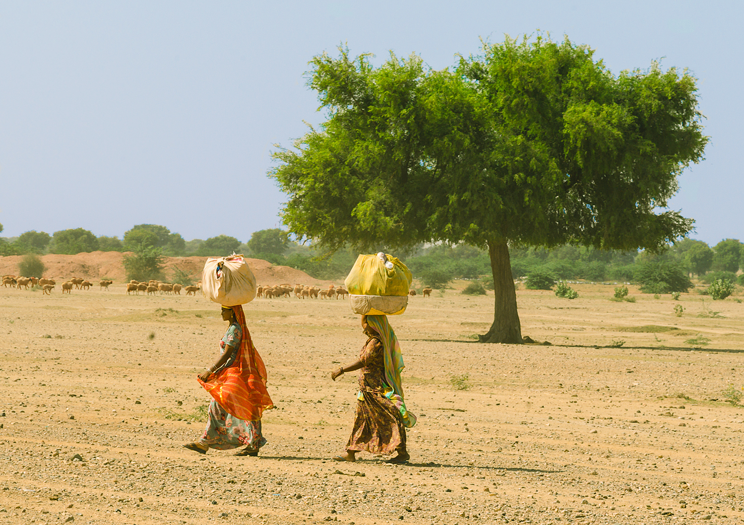   Rajasthan, India  