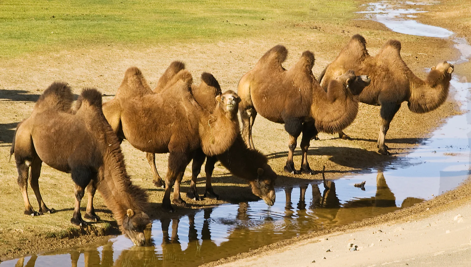 Oasis in Gobi Desert, Mongolia