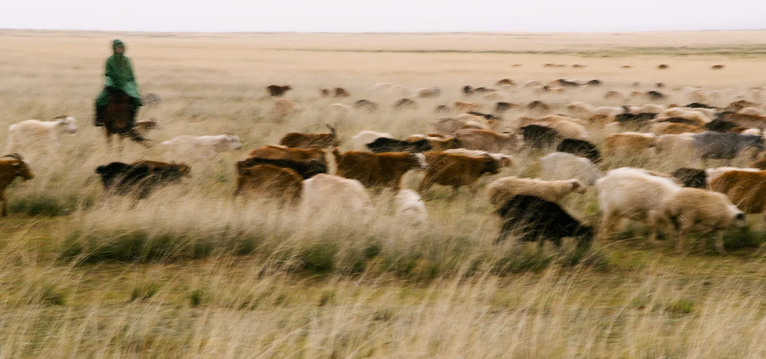 Mongolian Steppe