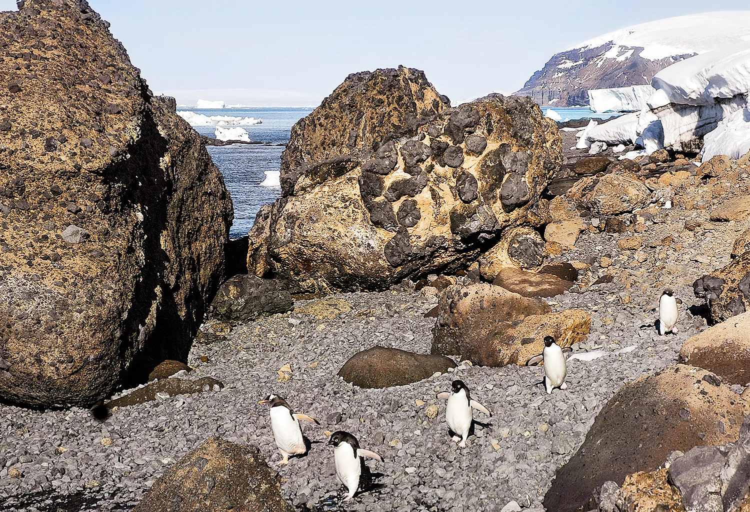Antarctica