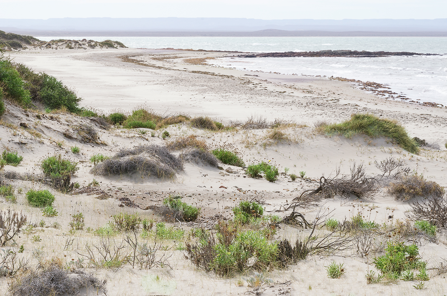  Bahia Bustamante, Patagonia, Argentina 