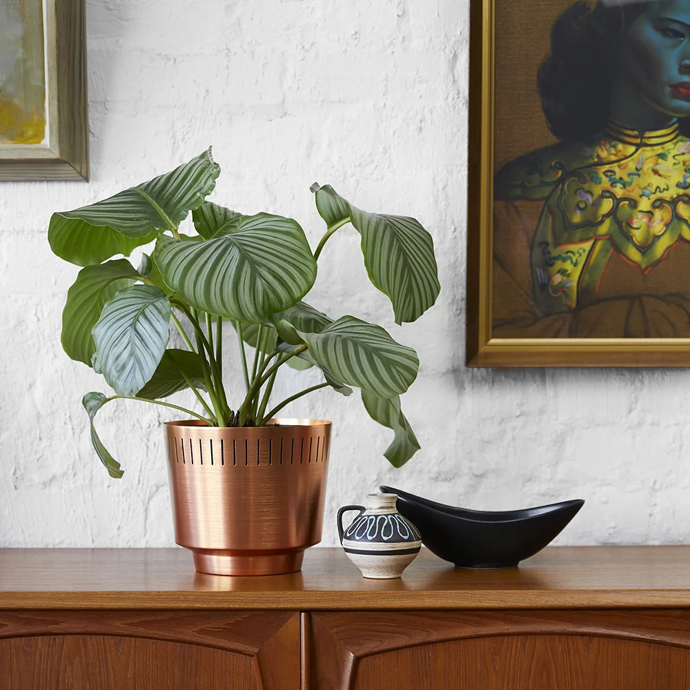 modnlovr_planter_copper_calathea_150.jpg