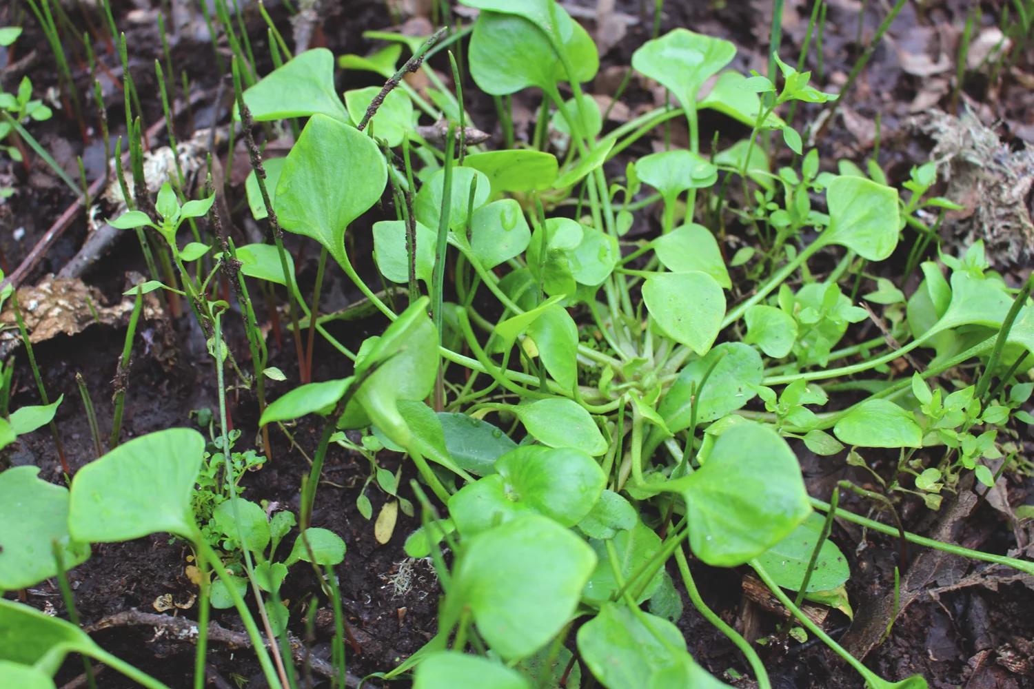 Foraged Miner's Lettuce Salad — Braised & Burnt