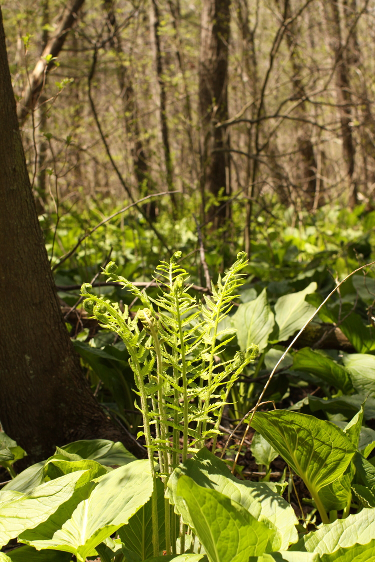 Amesbury Town Forest