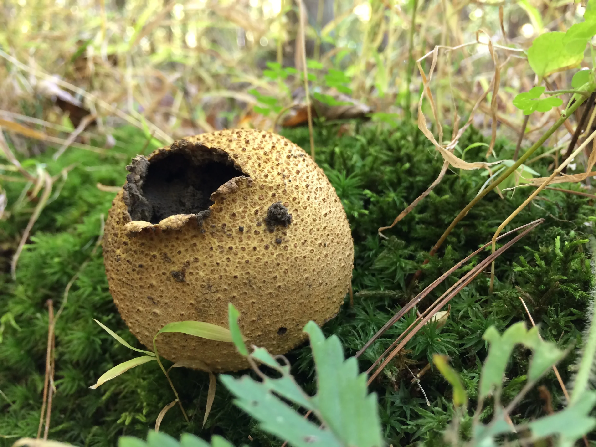 Puffball on Po Hill trail