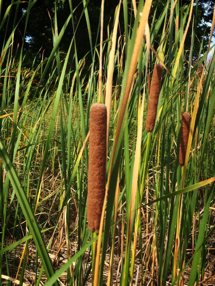 Cattails at Deer Island