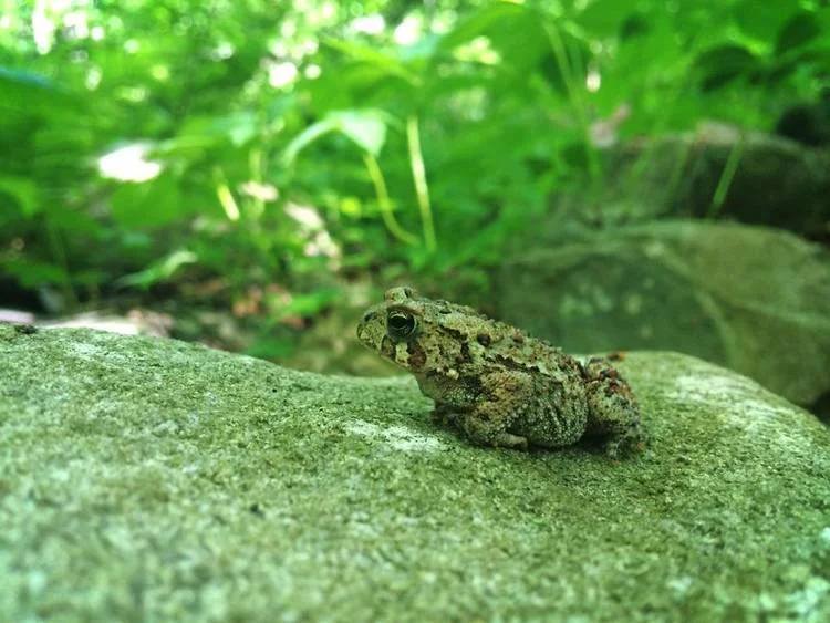 A frog at Merrimack Landing