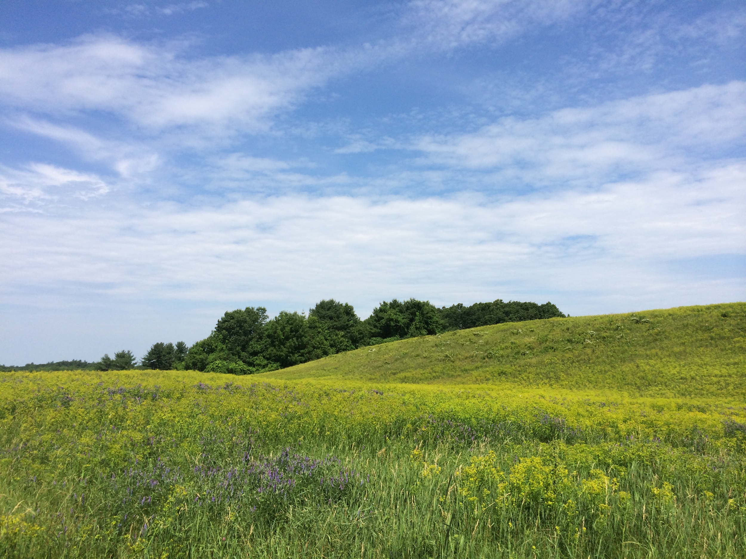 Woodsom Farm