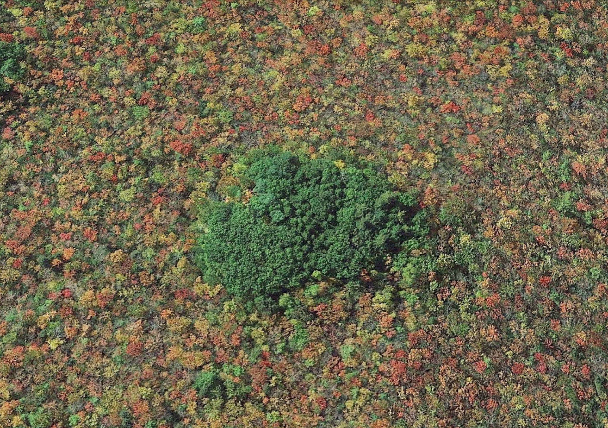 Island in Great Swamp