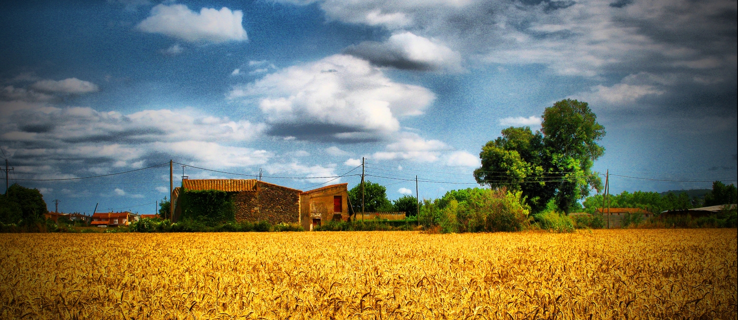 Rural Landscape 1.jpg
