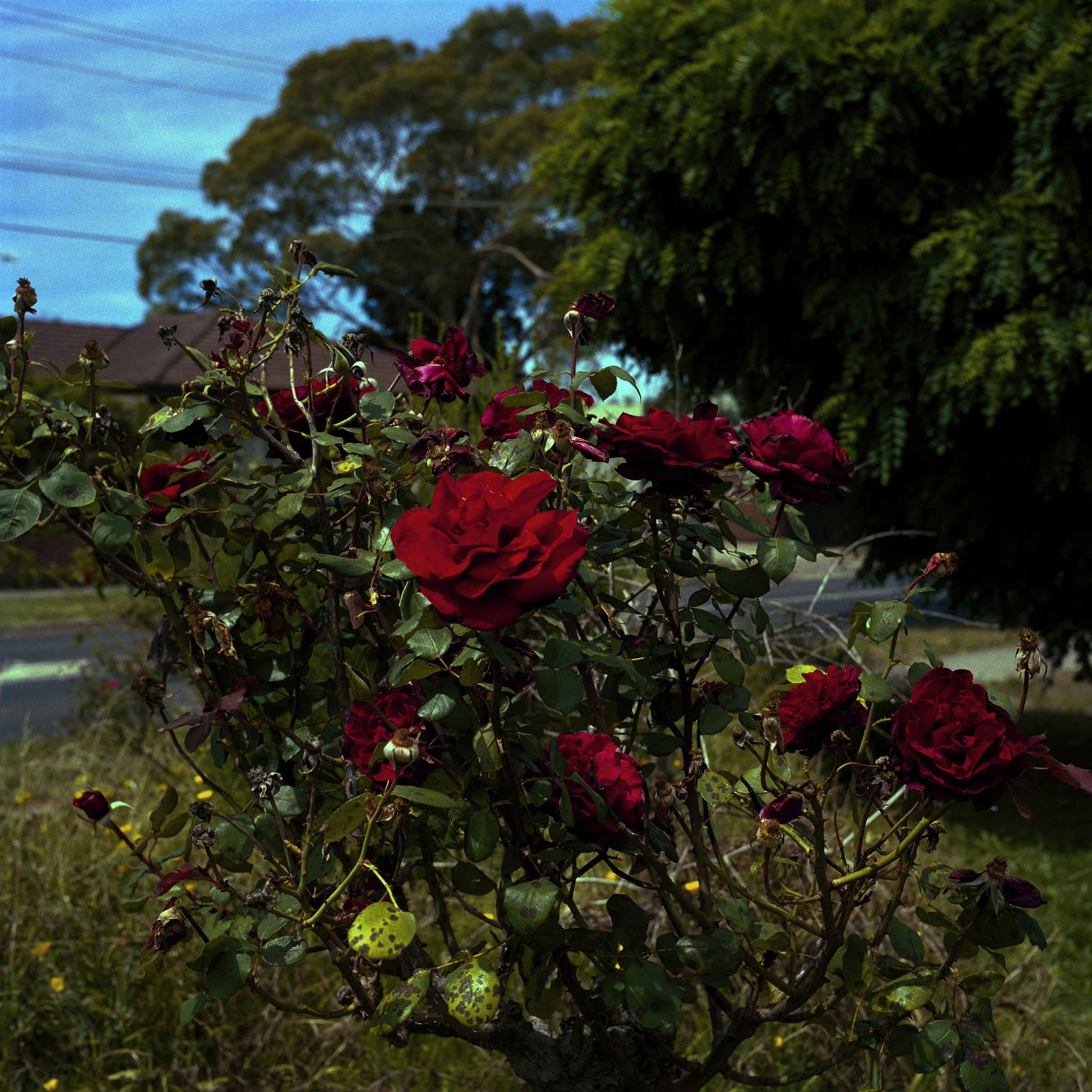 Diseased Roses (2010)