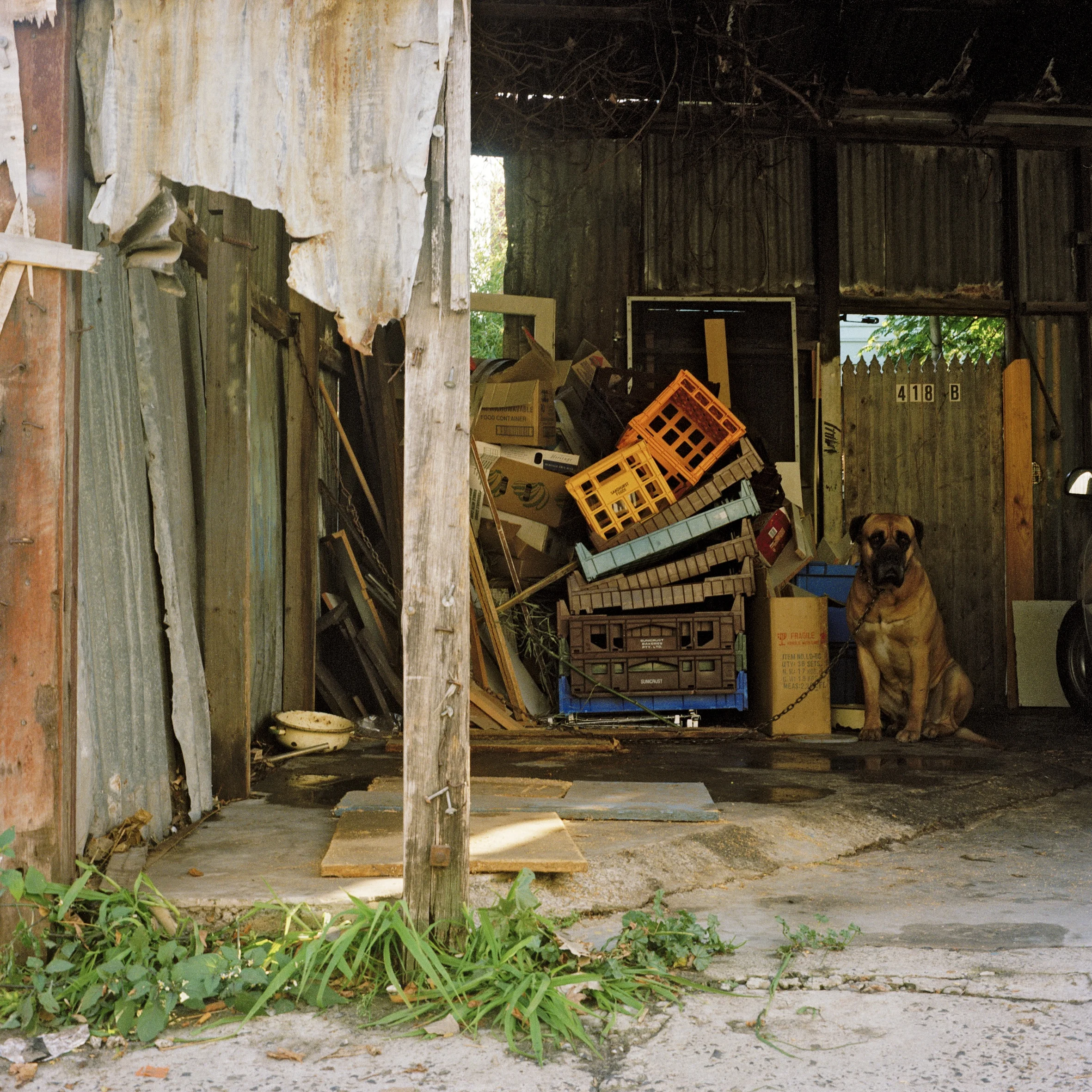 Dog in Garage (2000)