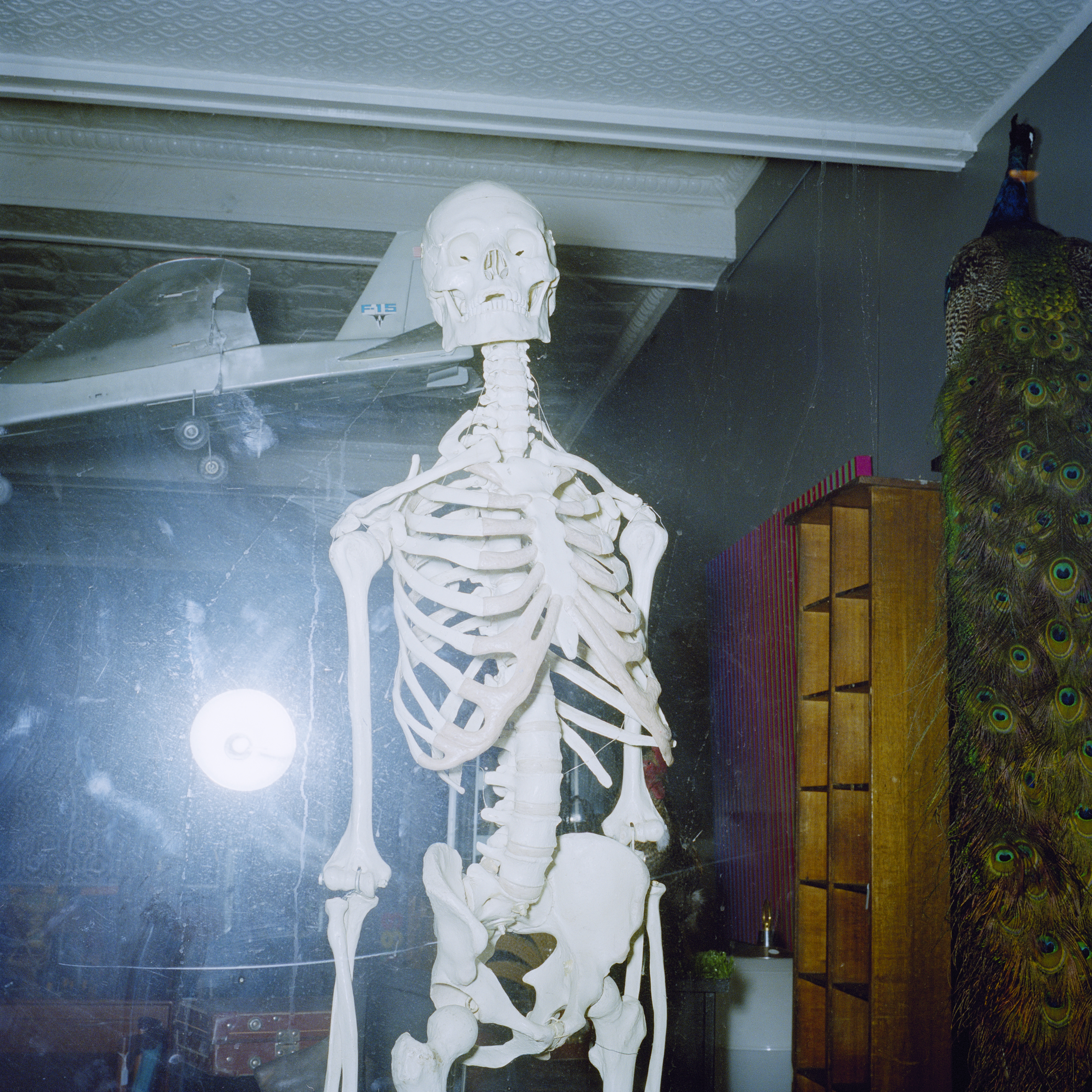 Skeleton (2010)