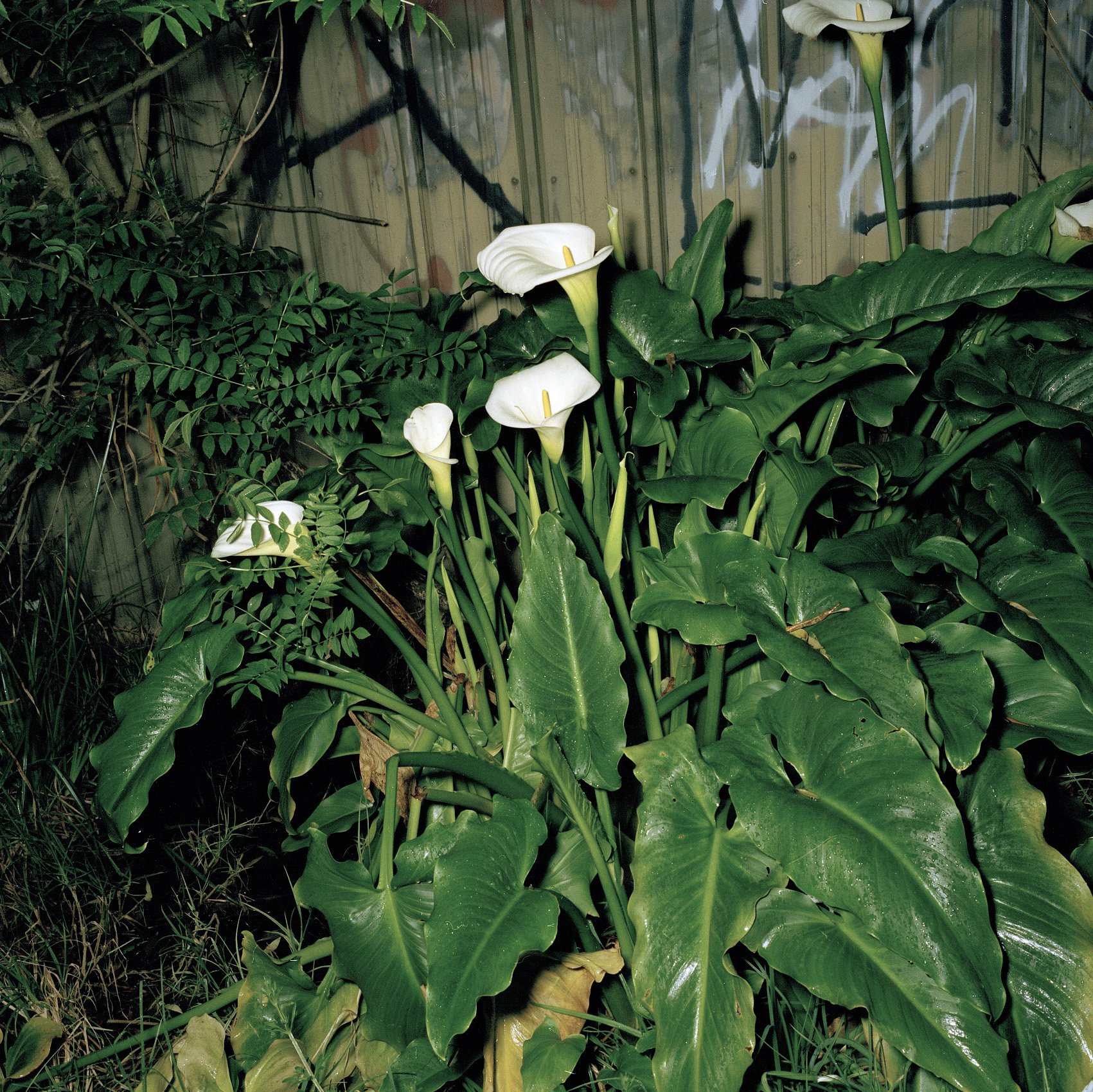 Lillies by the train tracks (popular suicide spot) 2012-2016