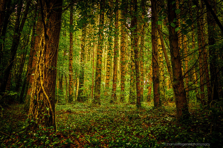 Golden-Light-in-The-Trees