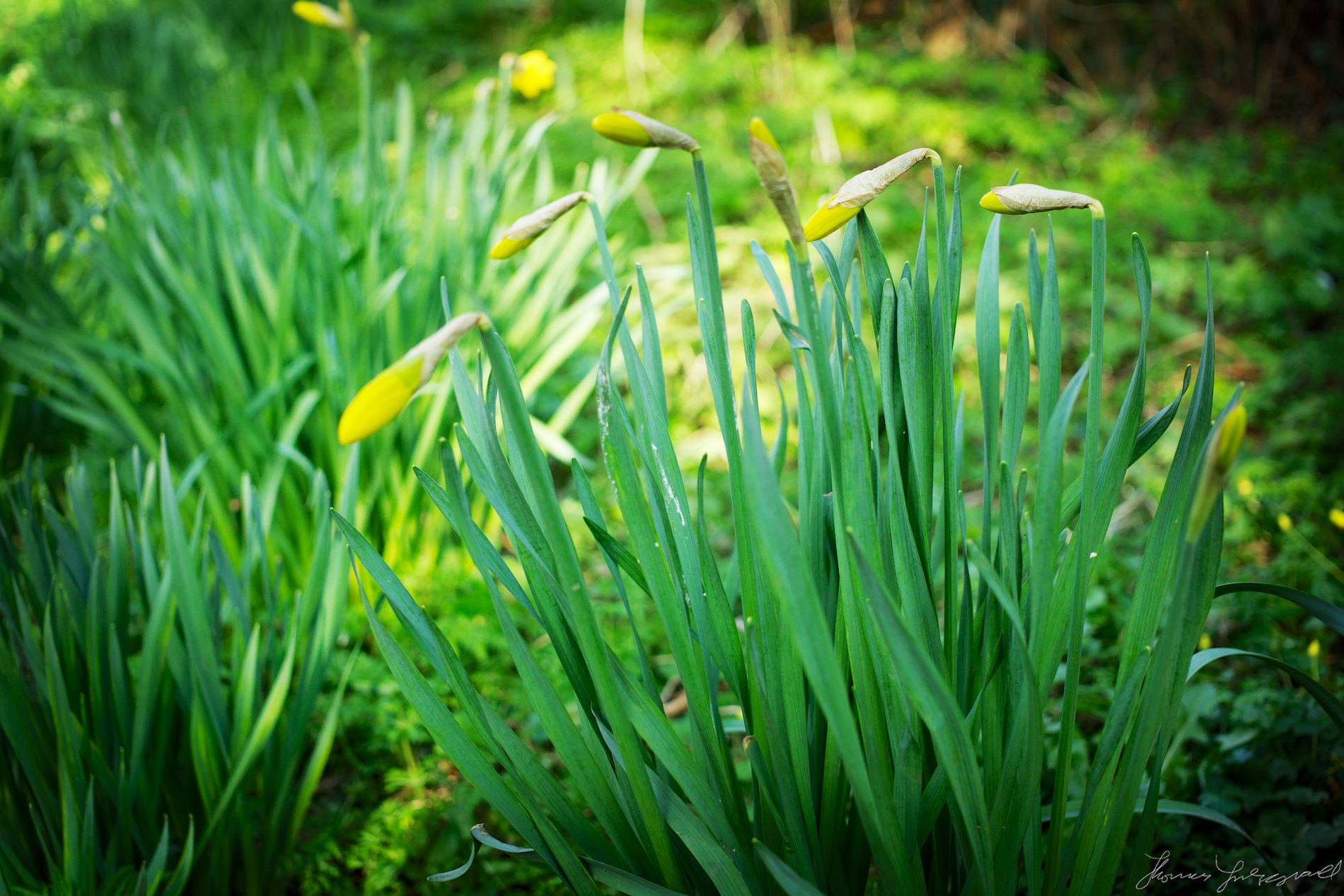 Daffodil Buds