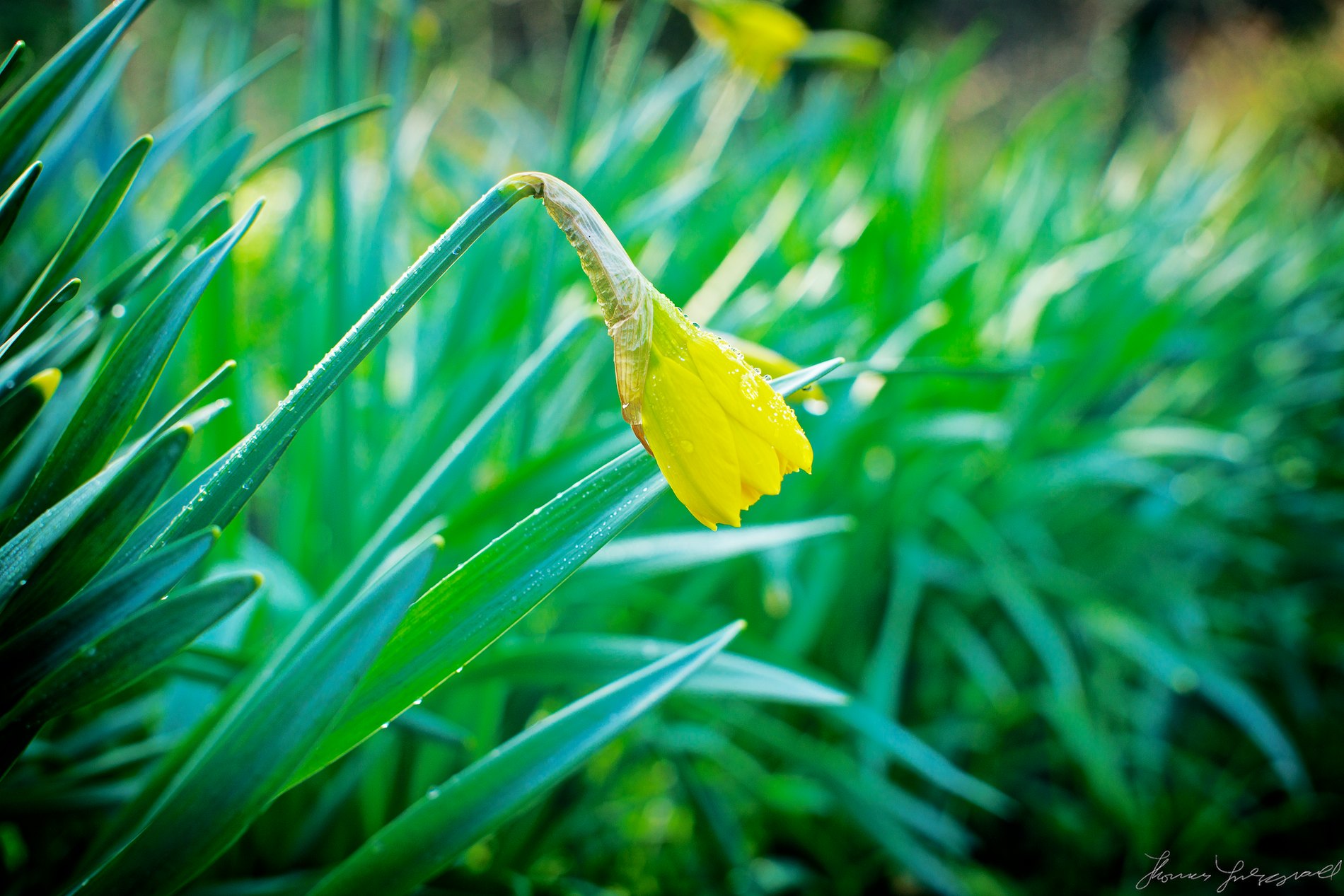 Daffodil with rain drops