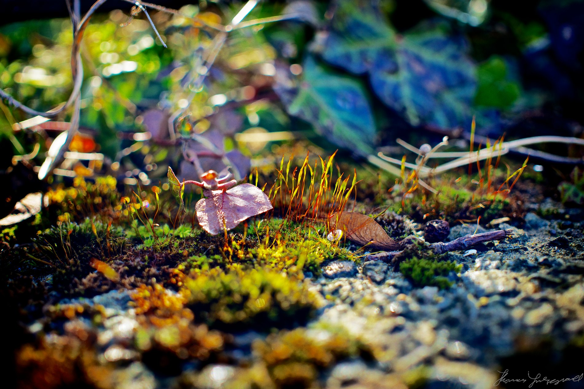 Moss Macro