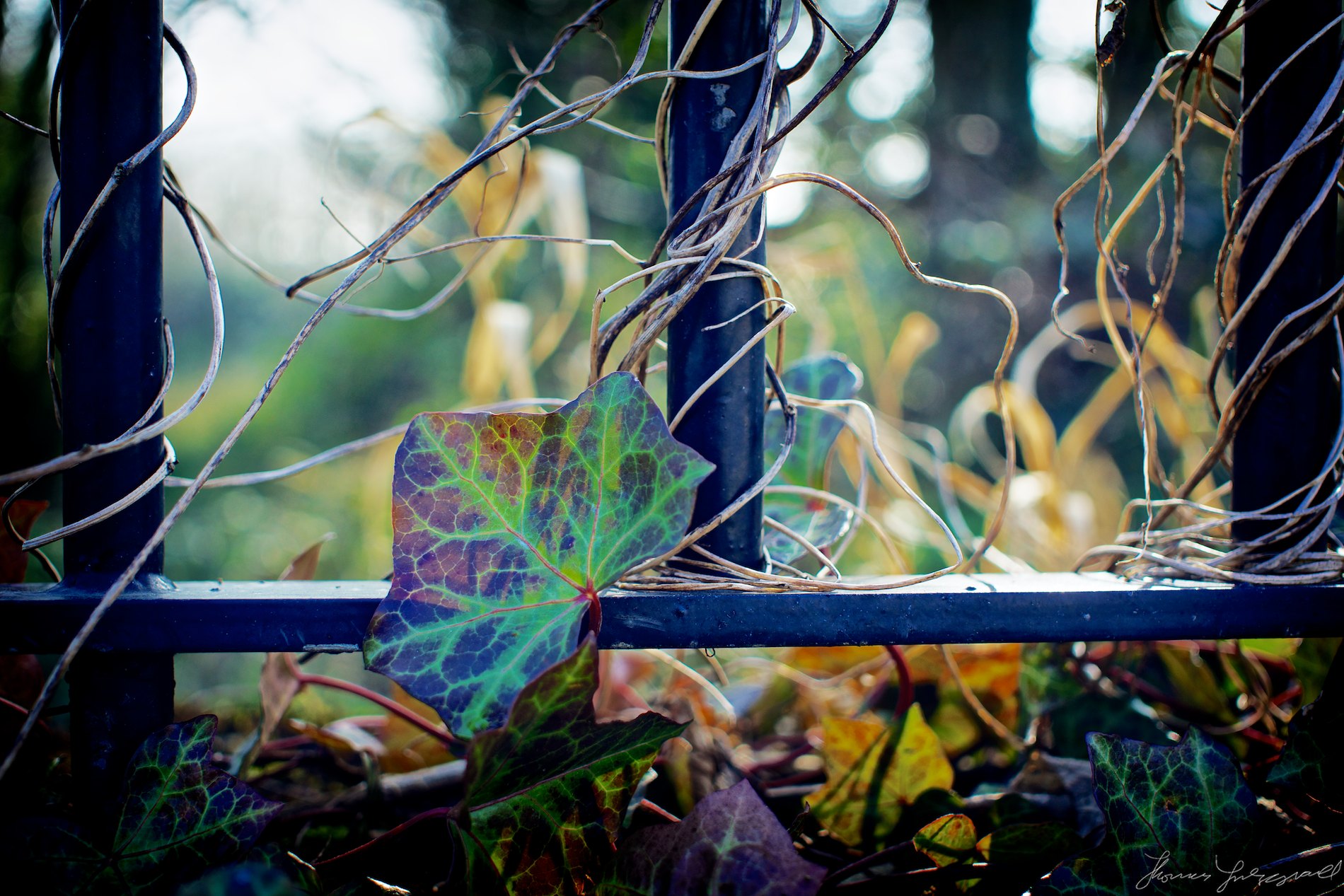 Multicoloured Ivy