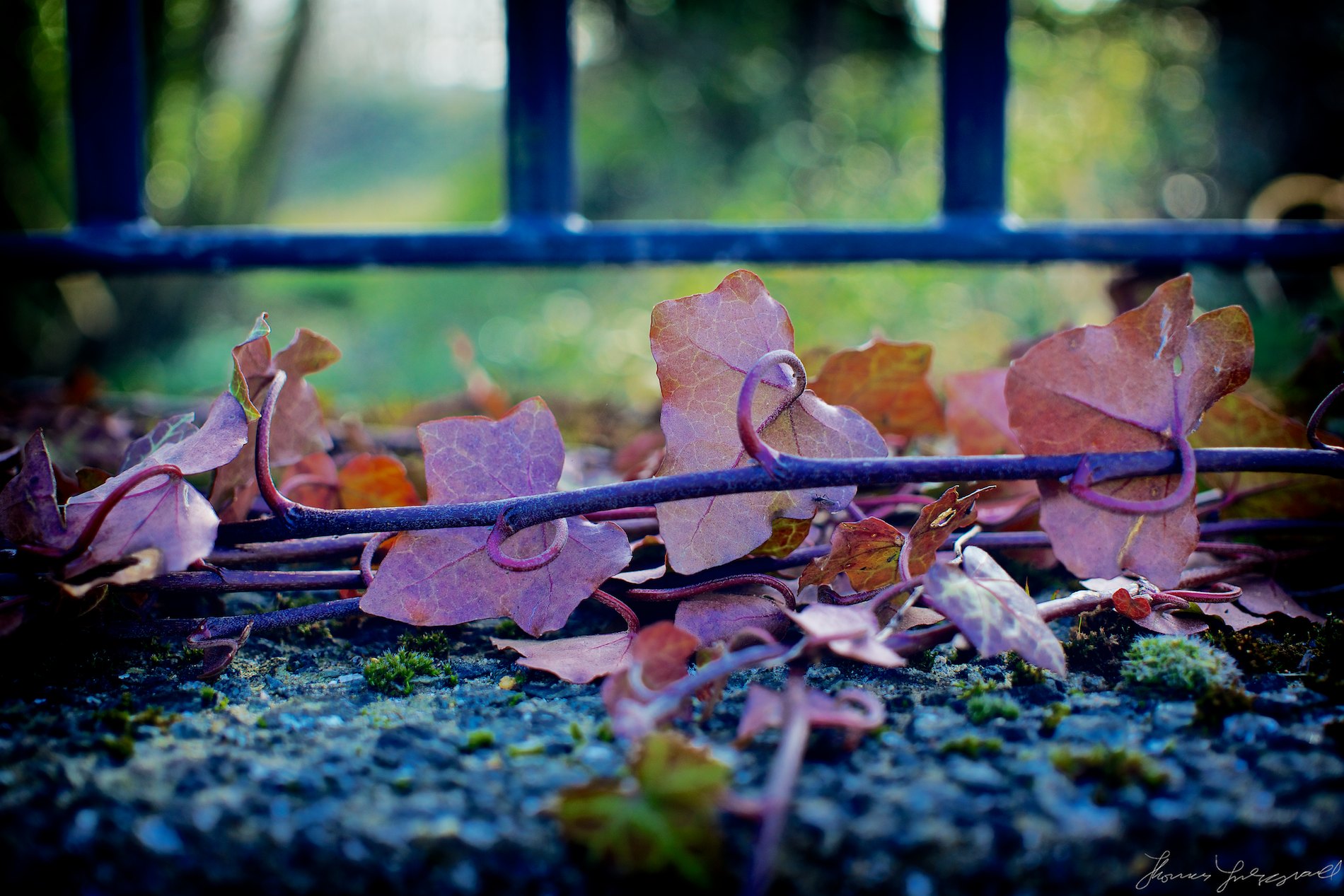 Red Ivy