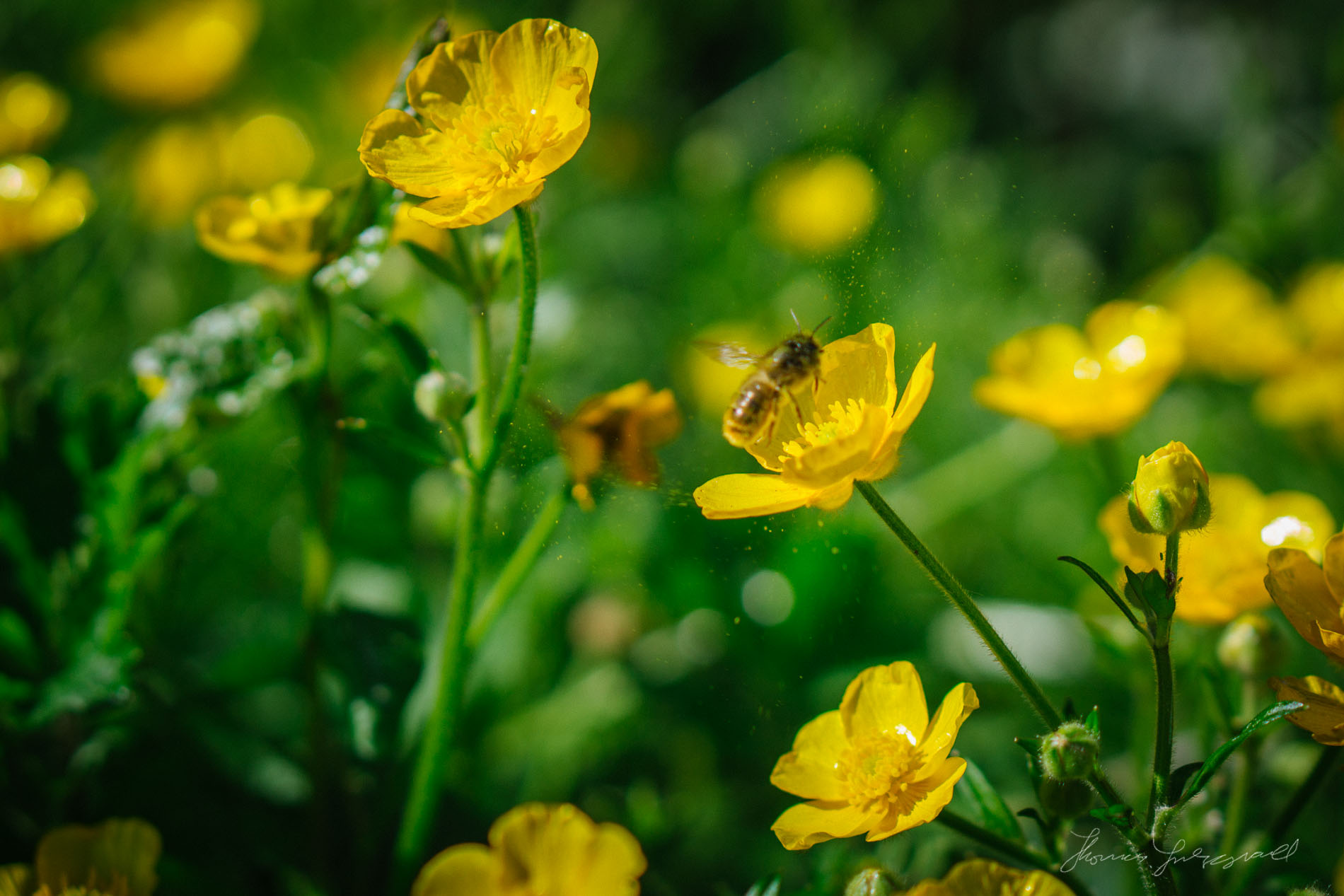 Bee Collecting Pollen