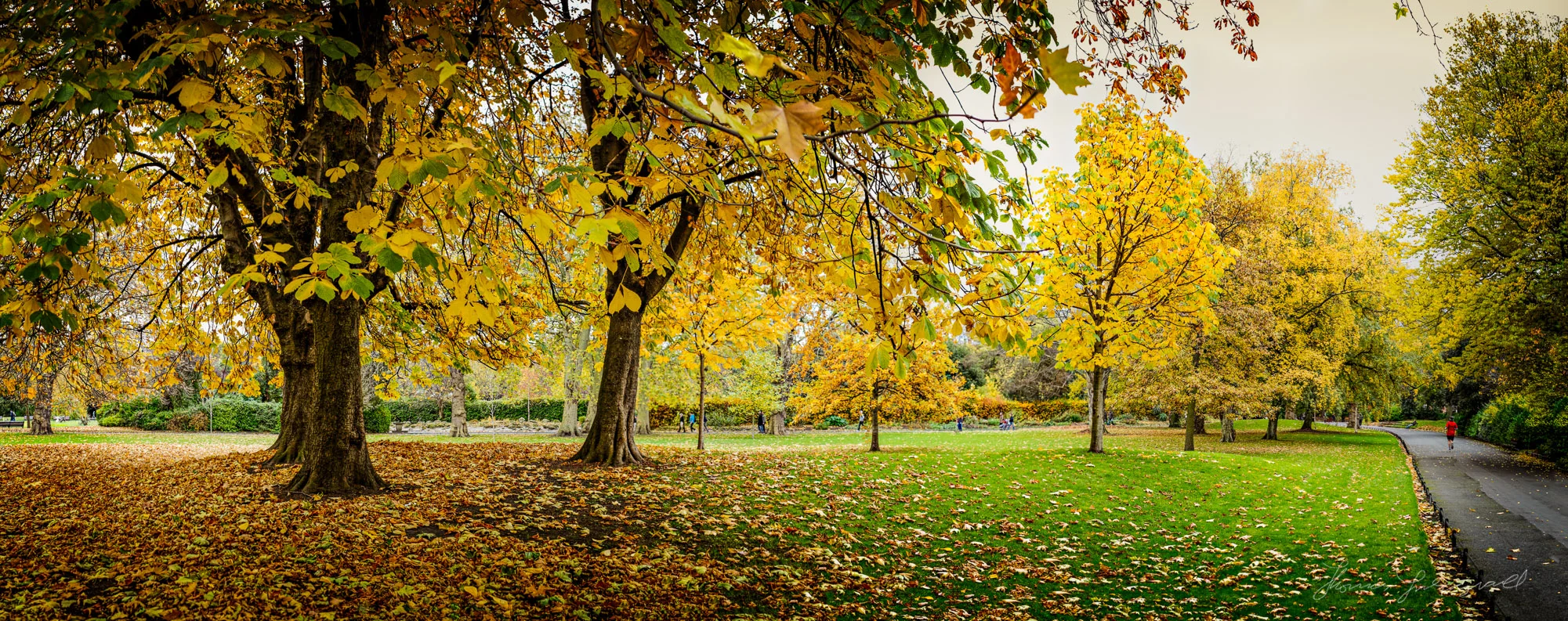 A panorama of the golden trees in Stephen's Green, Dublin