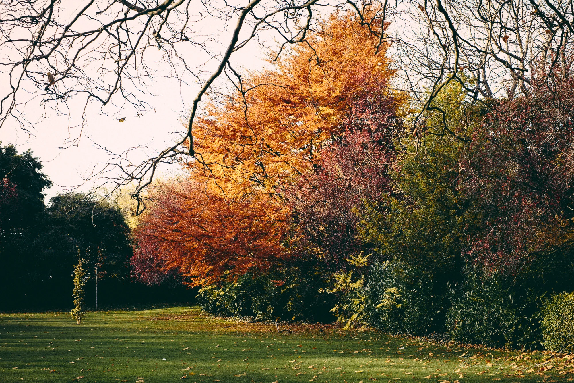 Autumn Colours - Fuji XE1, Processed with Iridient Developer