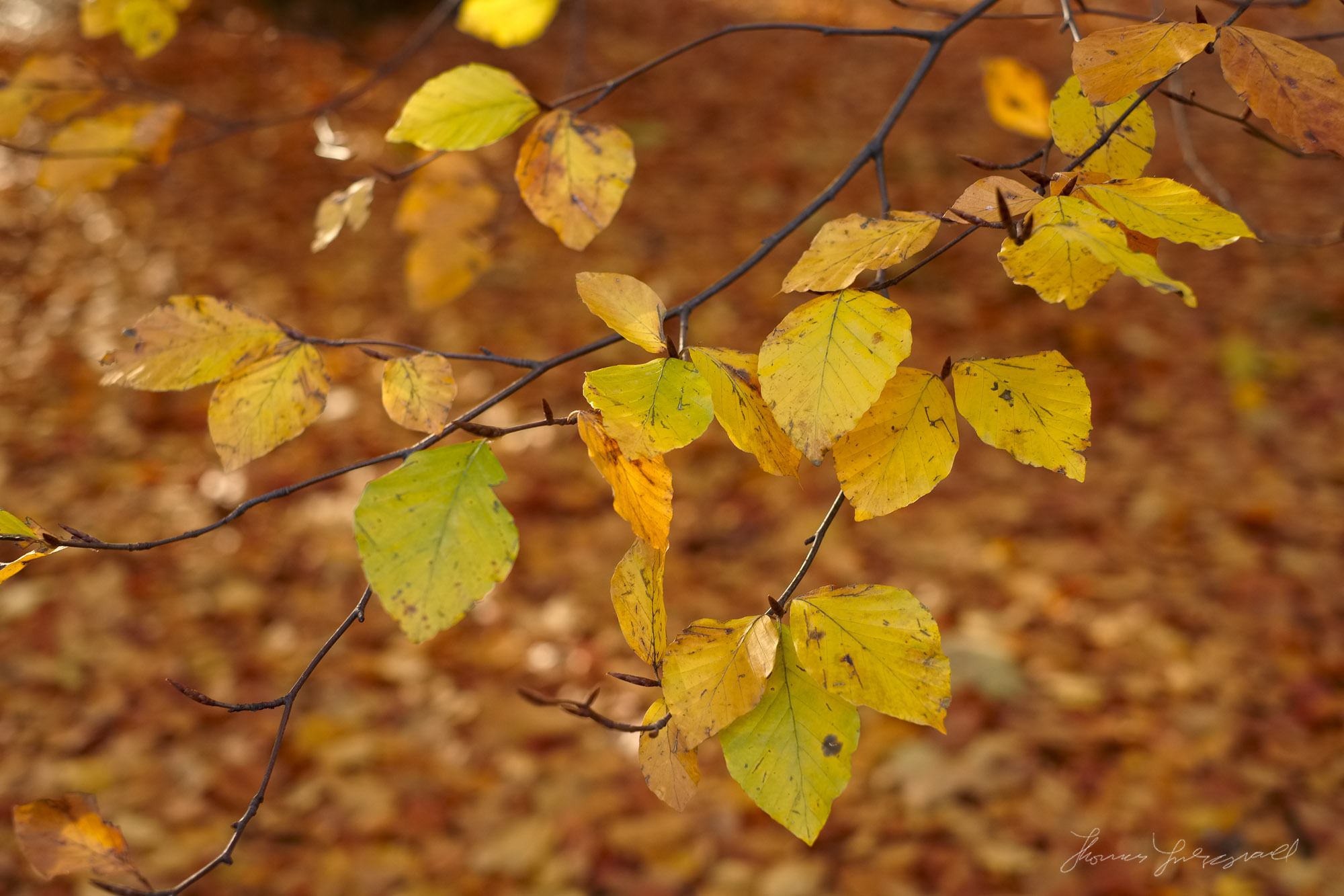 Yellow Leaves - Fuji XE1, Processed with Iridient Developer
