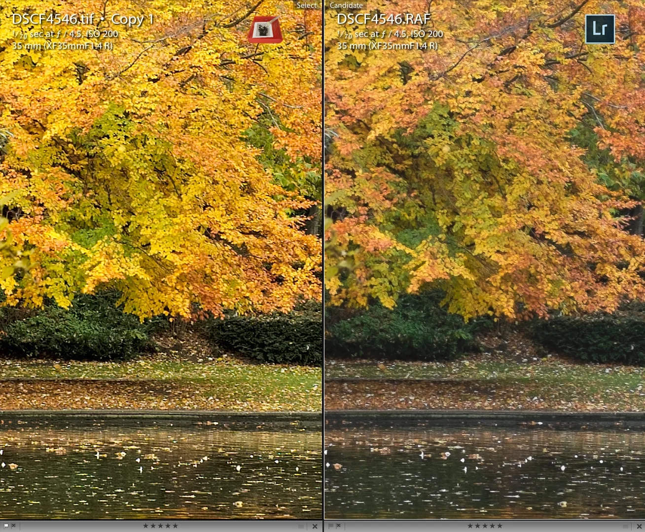 foliage-comparison