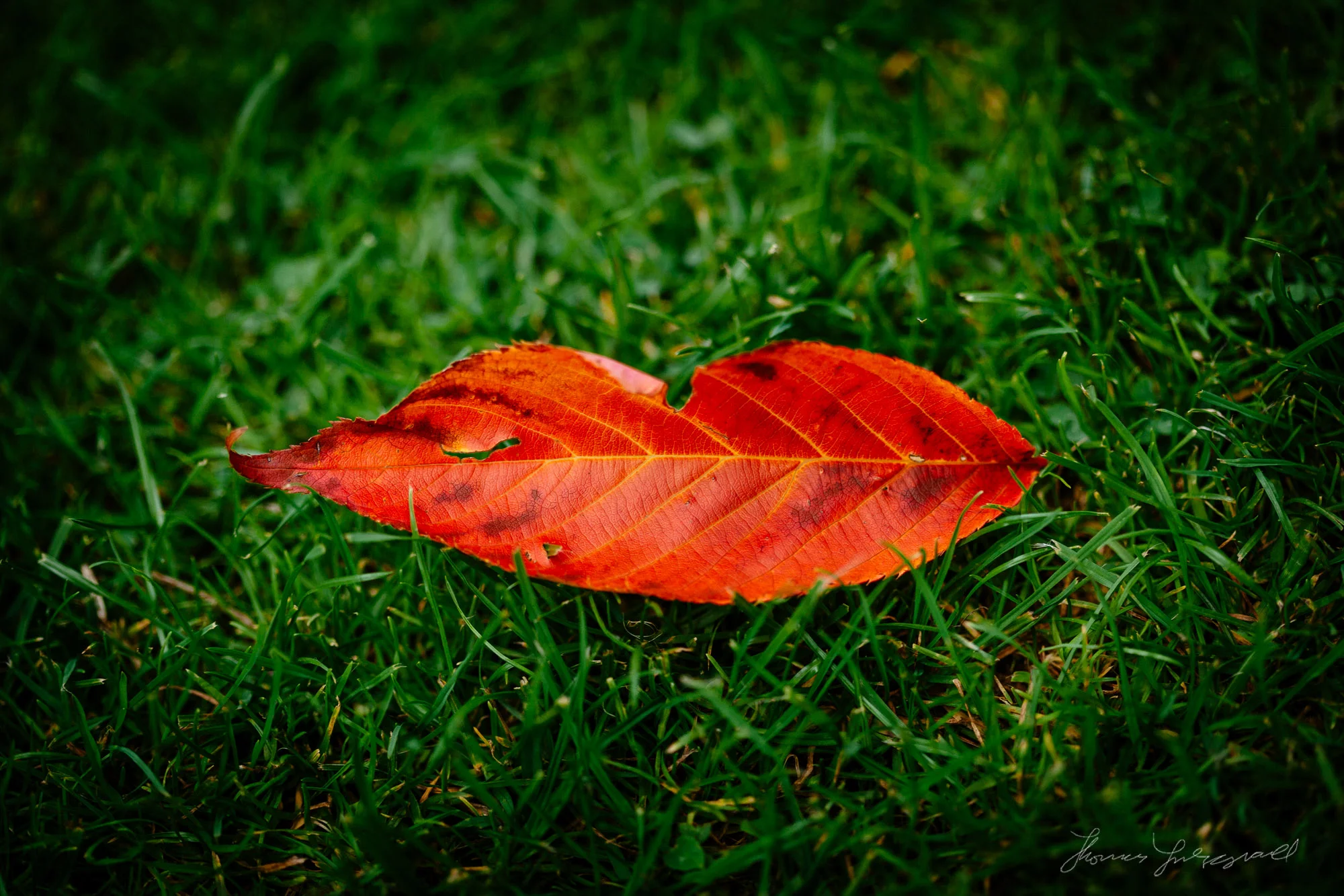 An Autumn Kiss