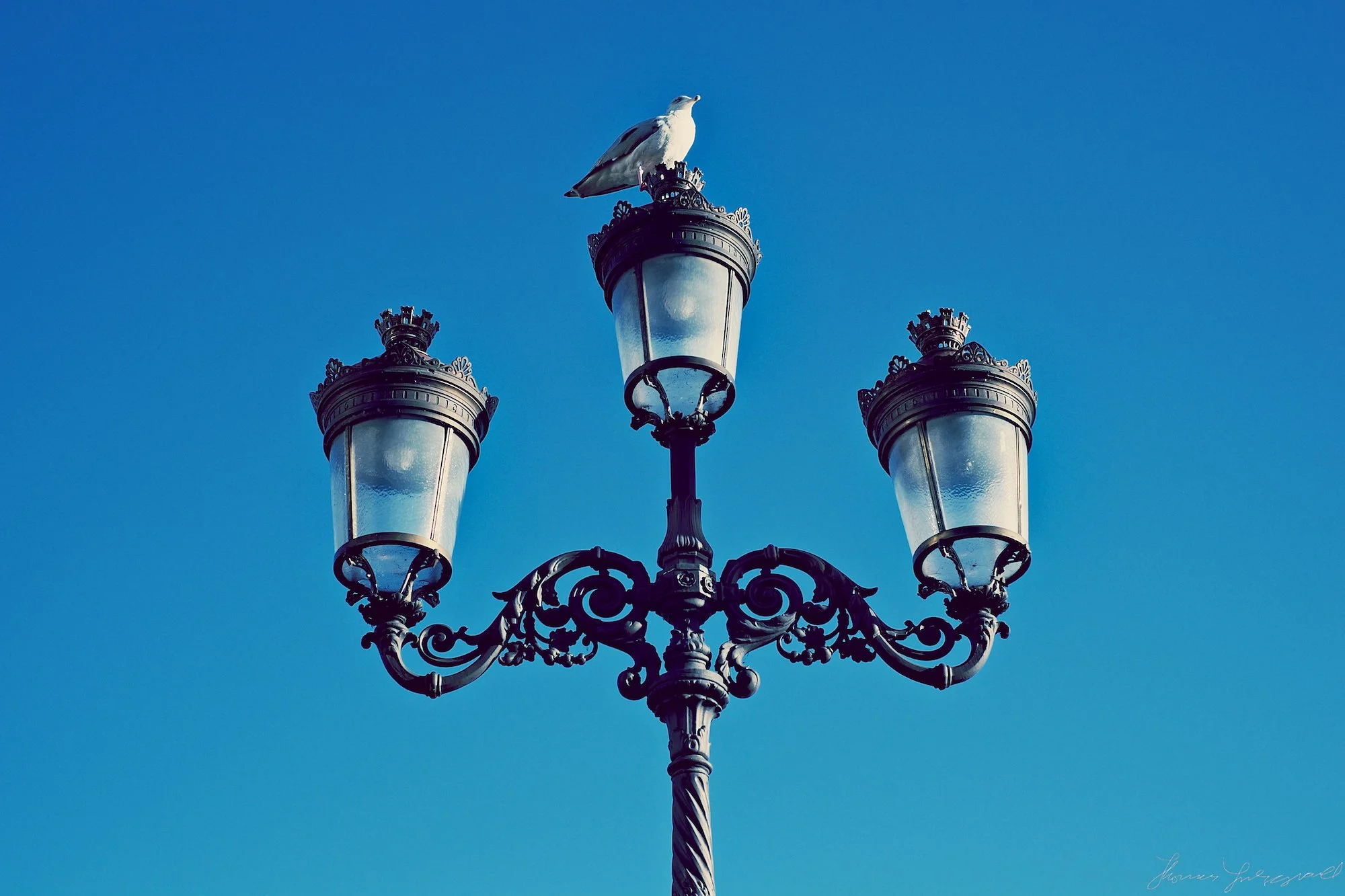 birds-and-lamp-shade