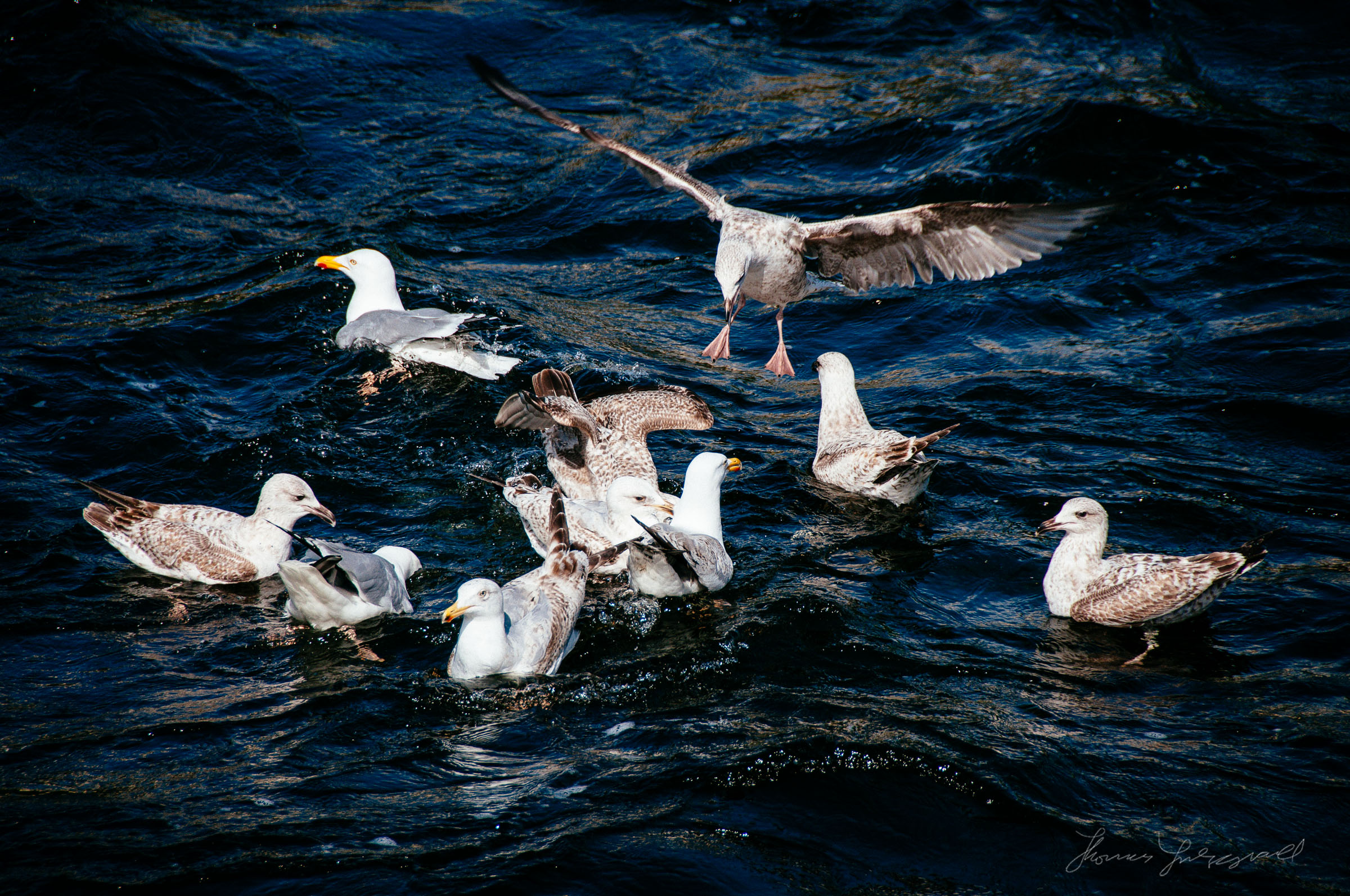 Seagulls Feeding