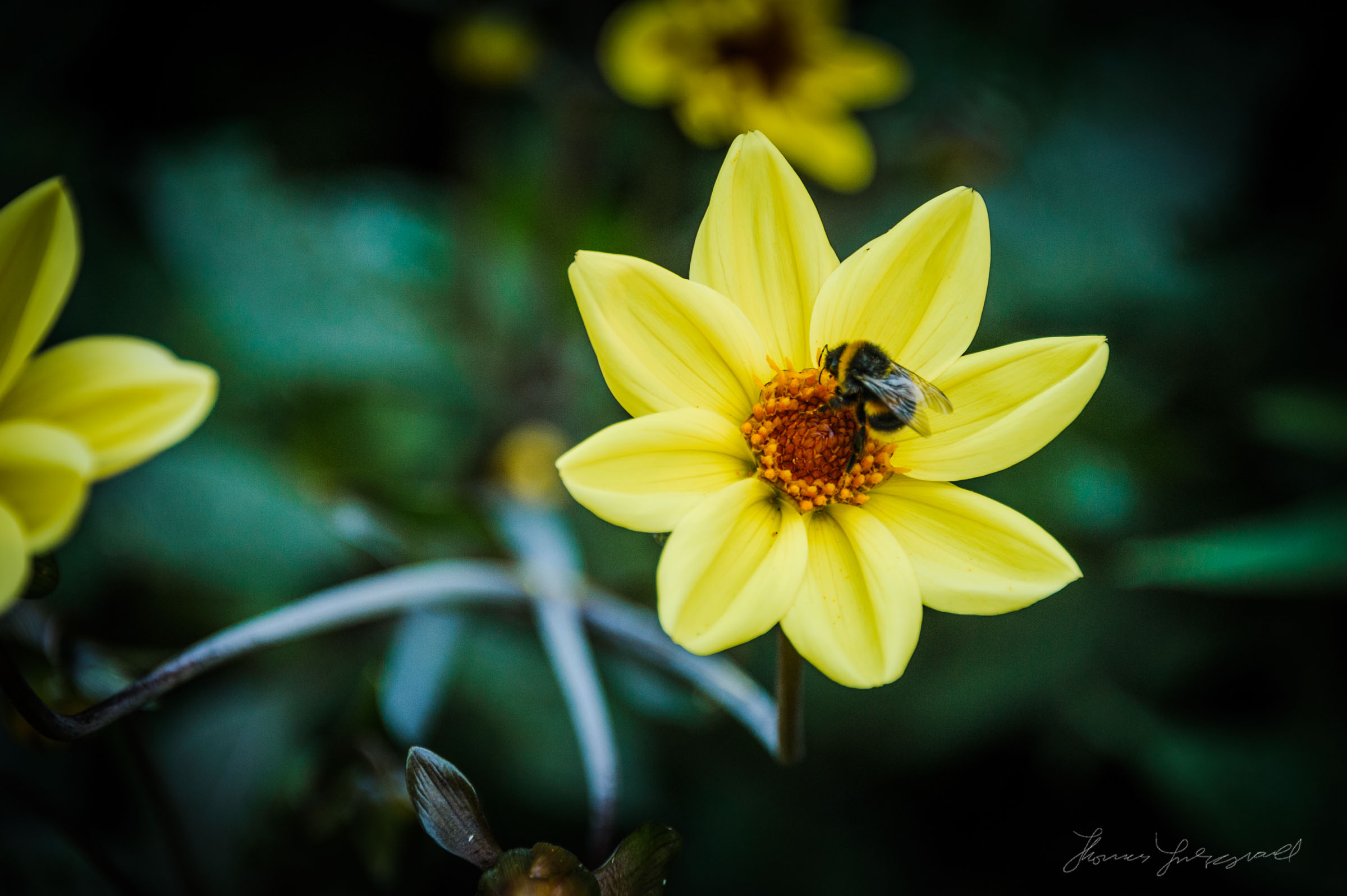 Bee on Flower