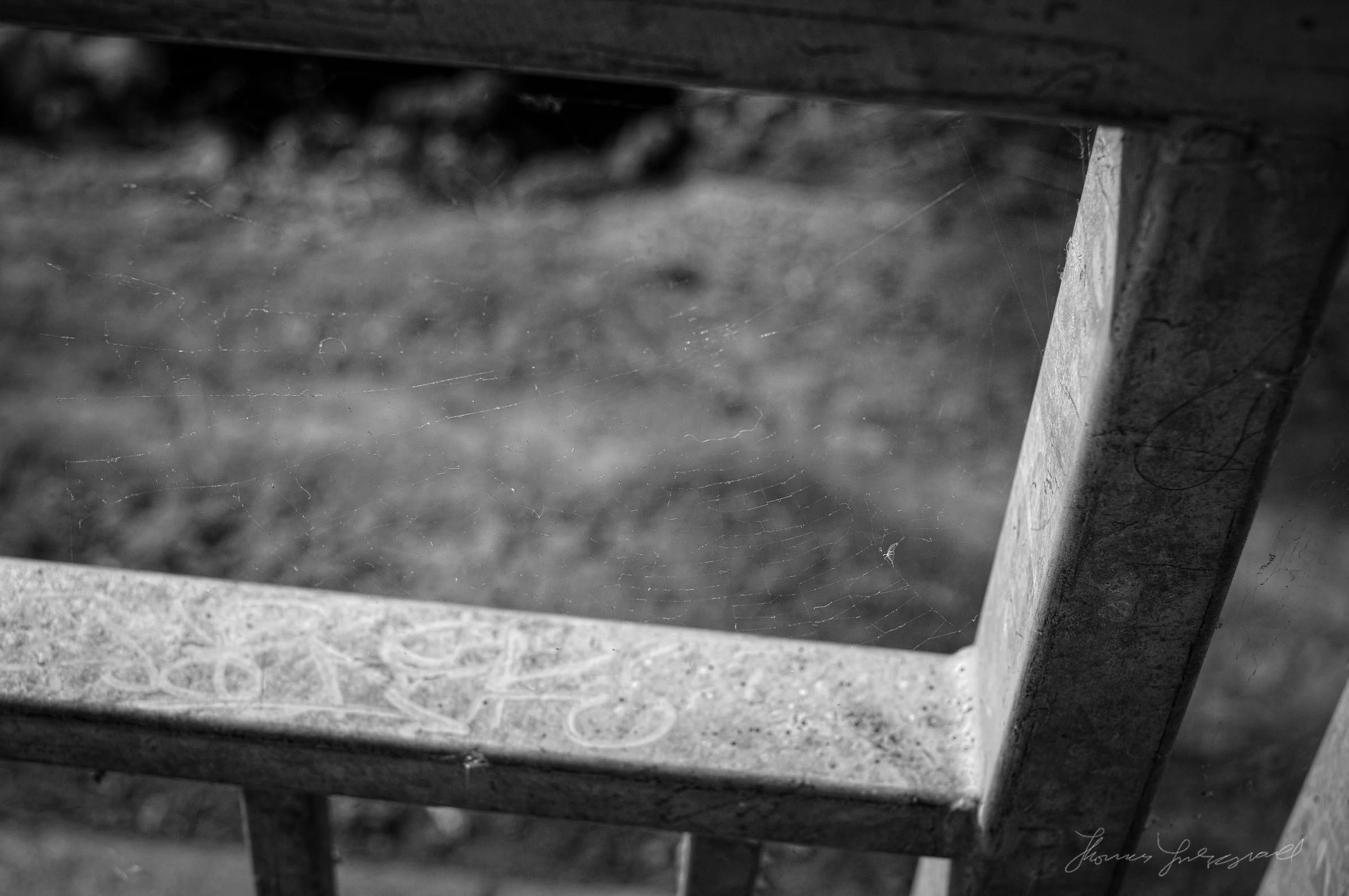 A Spider's Web