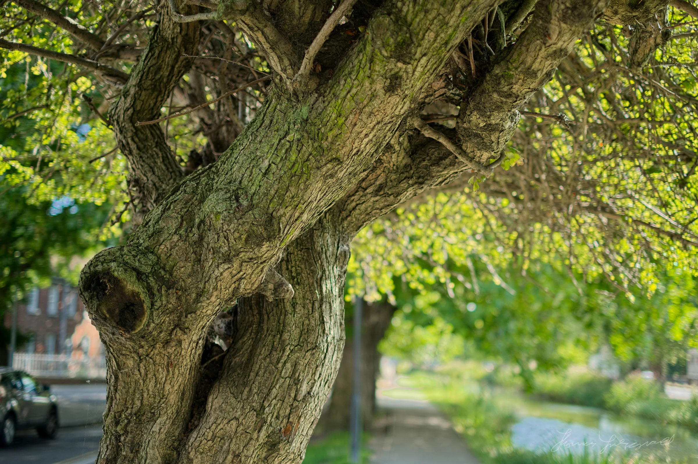 Tree Details
