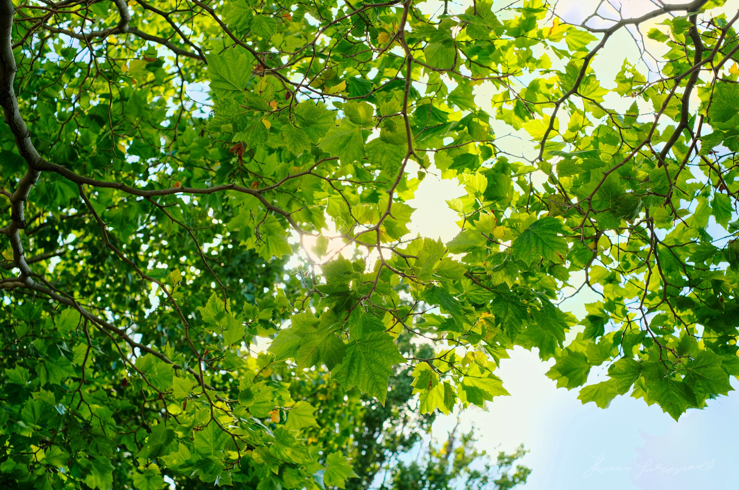 Trees