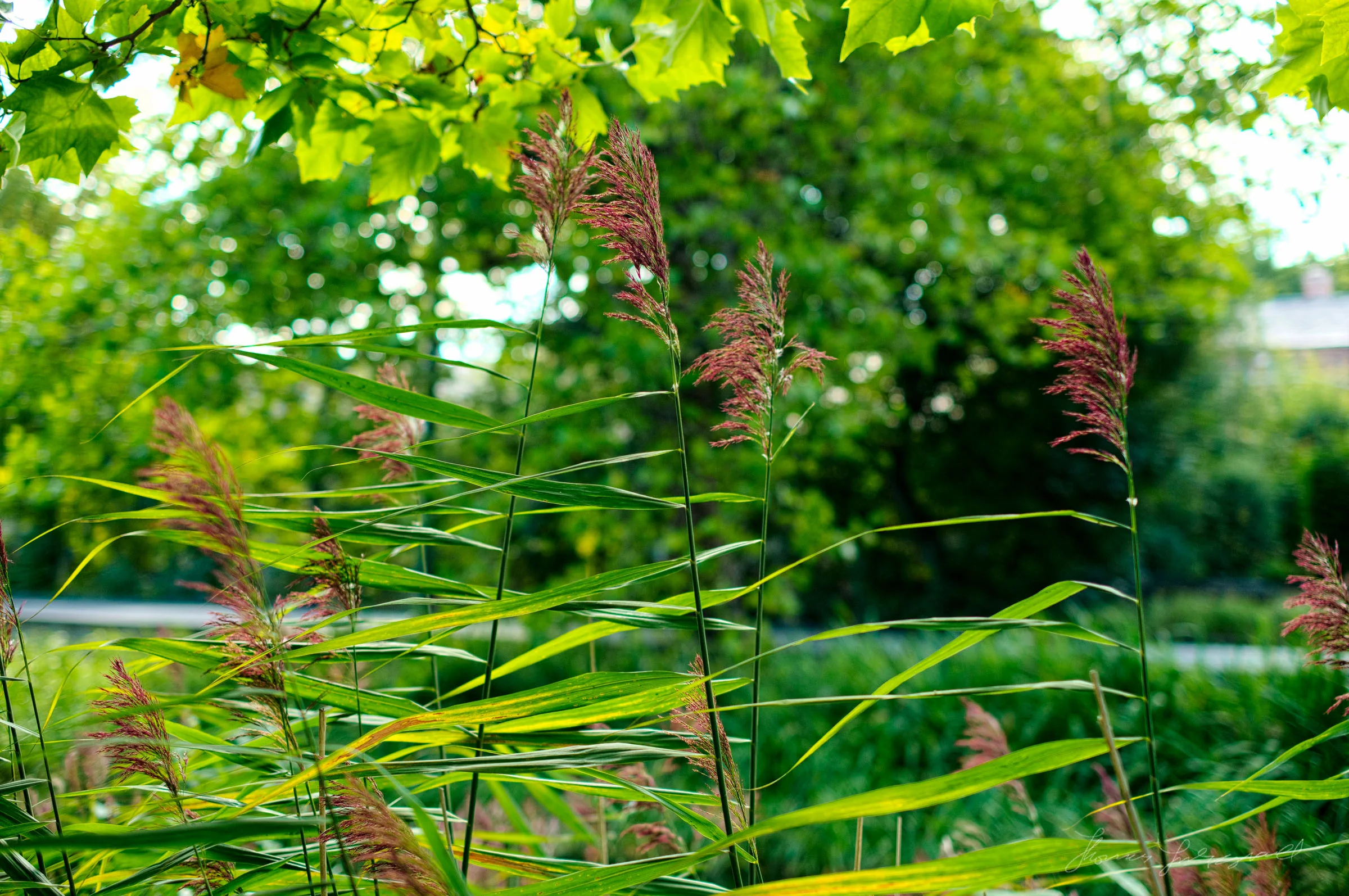 Grass