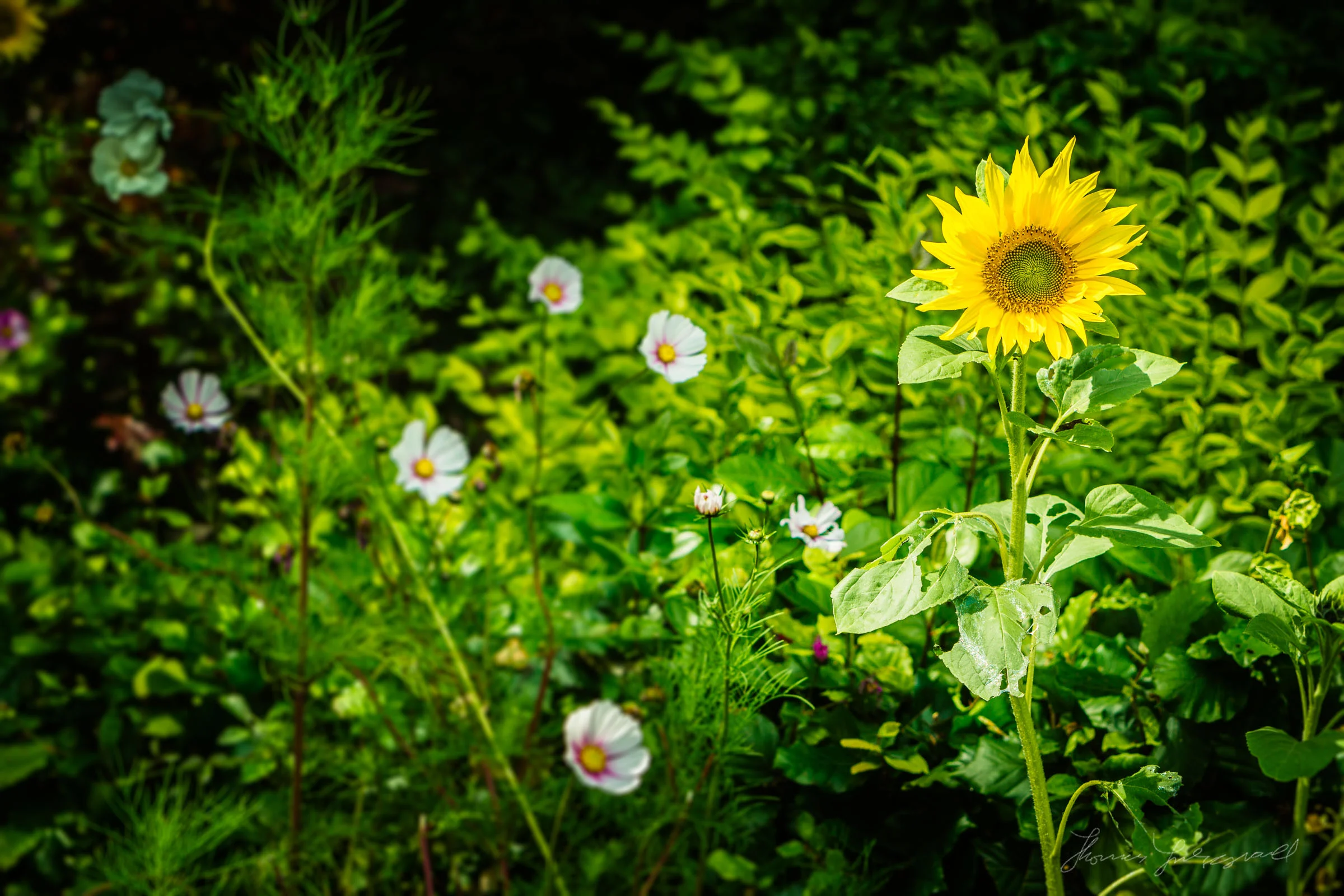 Sony-NEX-7-Review-109
