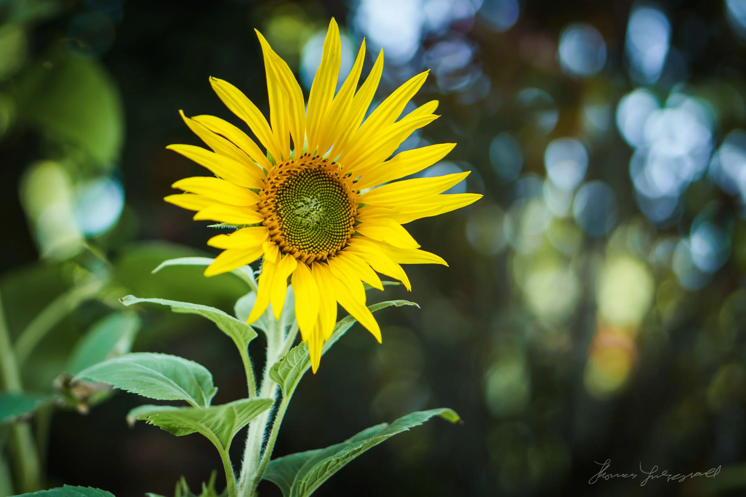 Sony-NEX-7-Review-57