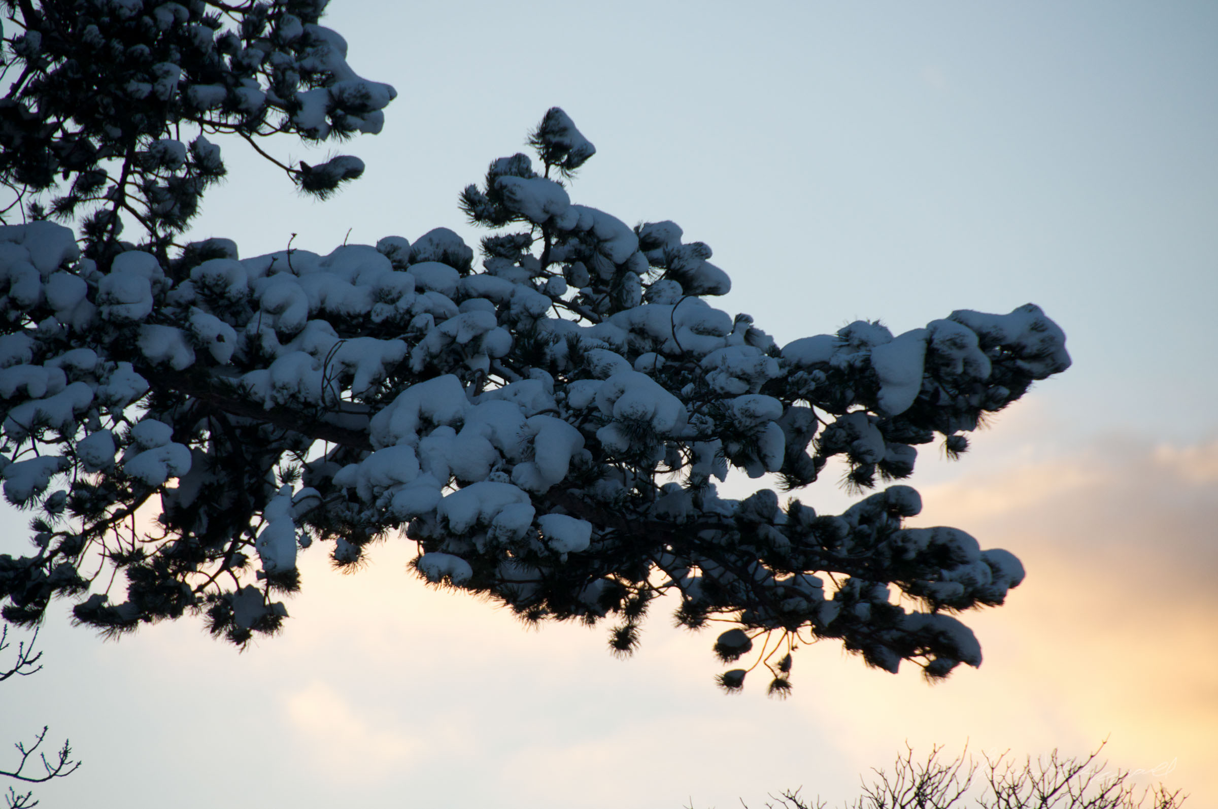 I used to call this the "wolf tree" because it looked like a cartoon wolf's head!
