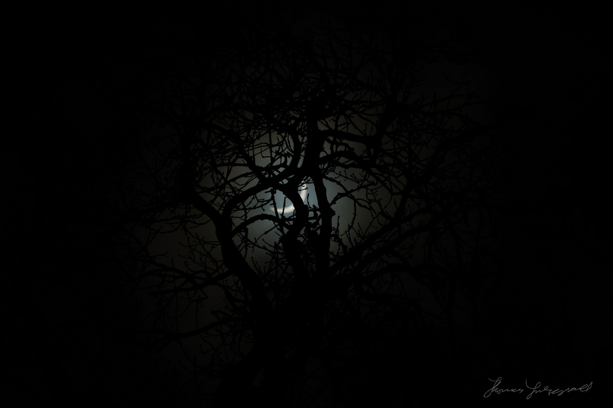 This shot didn't quite work as well, as the sun is out of focus, but it's kind of spooky so I like it!