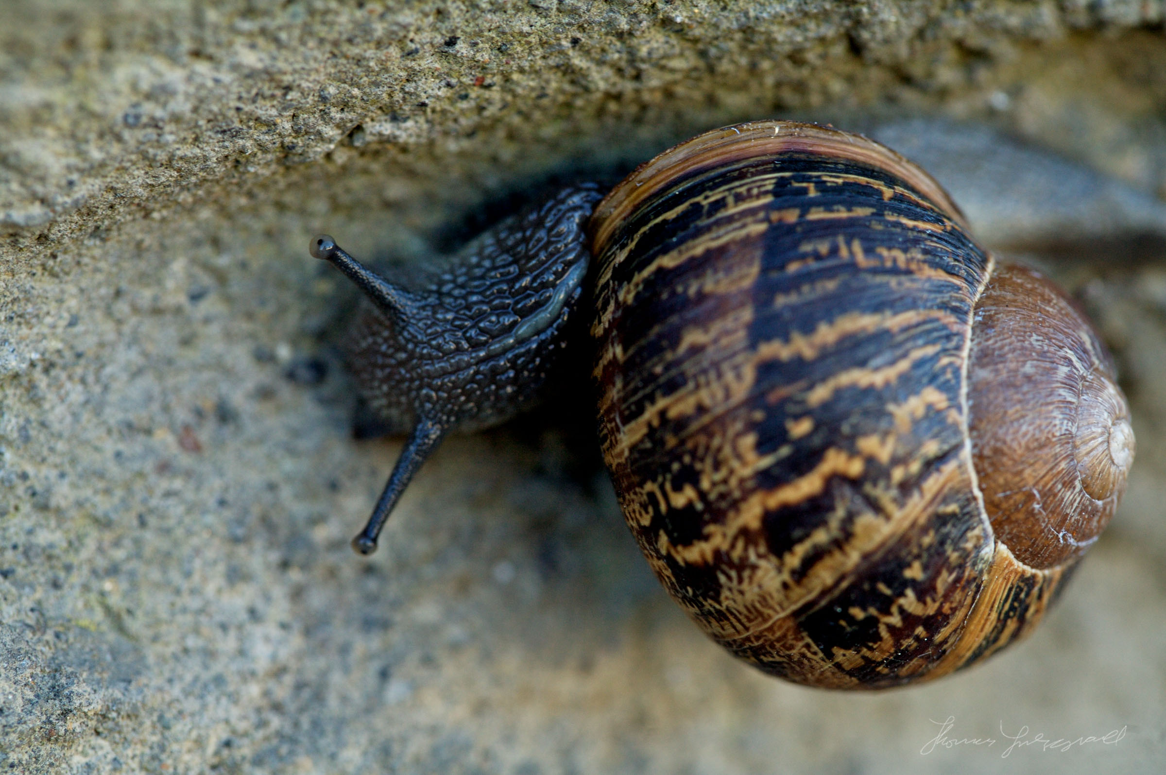 nature_and_macros-32-1.jpg