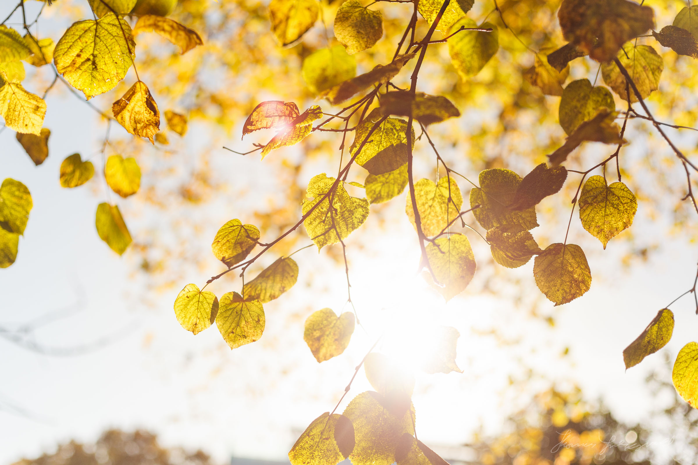 Autumn Light through the golden leaves on a Tree - Dublin City, Ireland