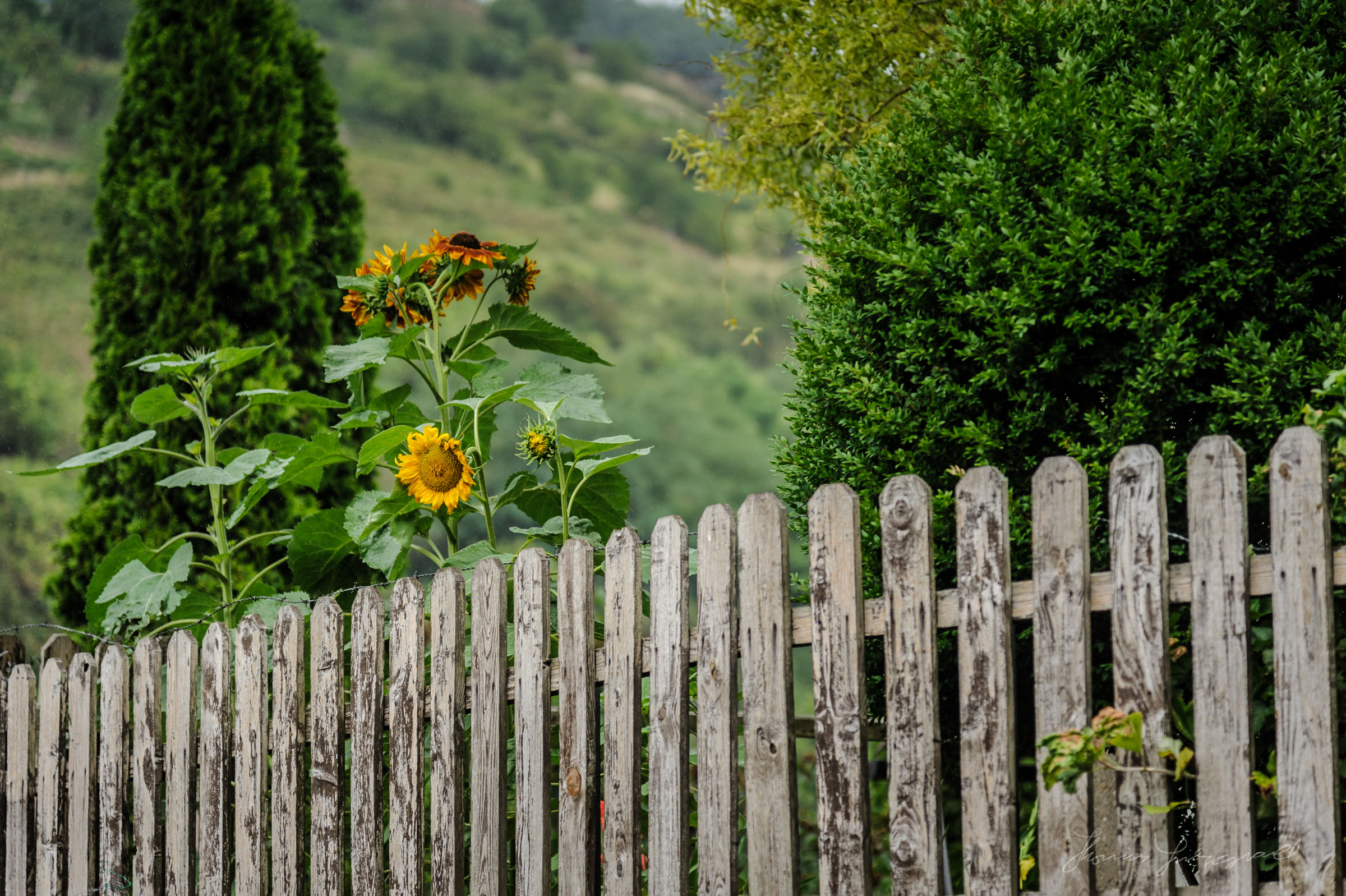 Sunflowers, Heppenheim, Germany