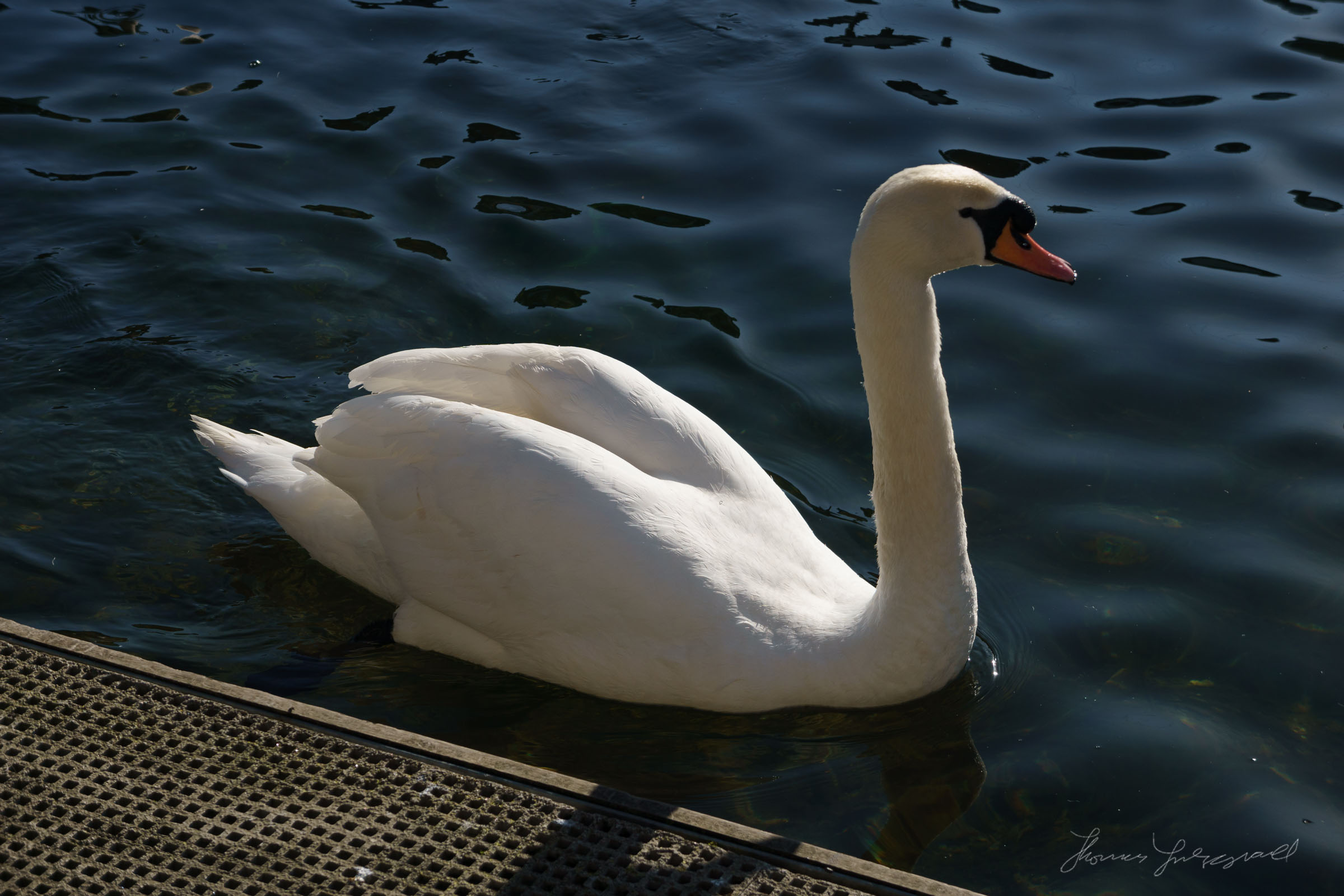 Swan - Standard Colour Profile (Camera Standard)